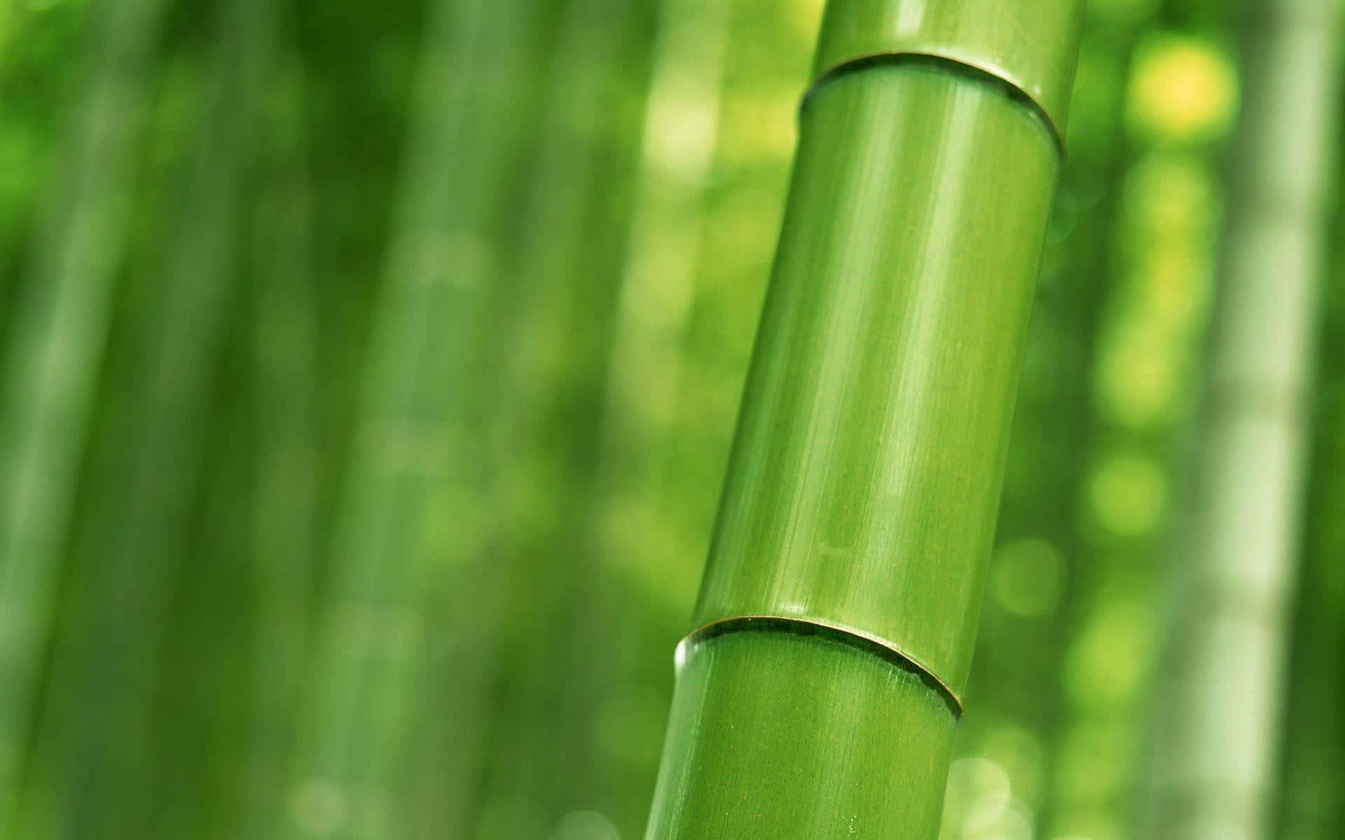 竹飾點綴桌面 - 自然的現代詮釋 壁紙 — 一個充滿活力的綠色竹莖的特寫，具有光滑的節狀紋理，背景是柔和模糊的森林。