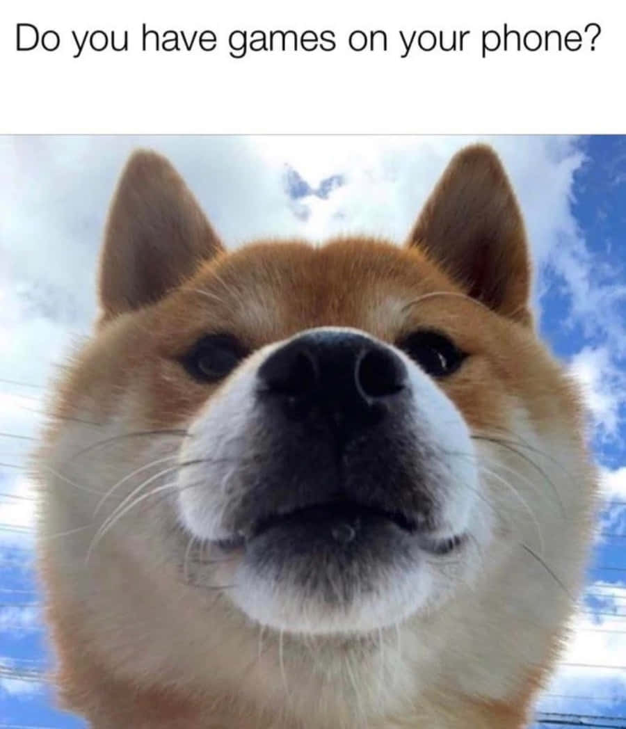 一隻柴犬抬頭望，表情好奇，背景係藍天。