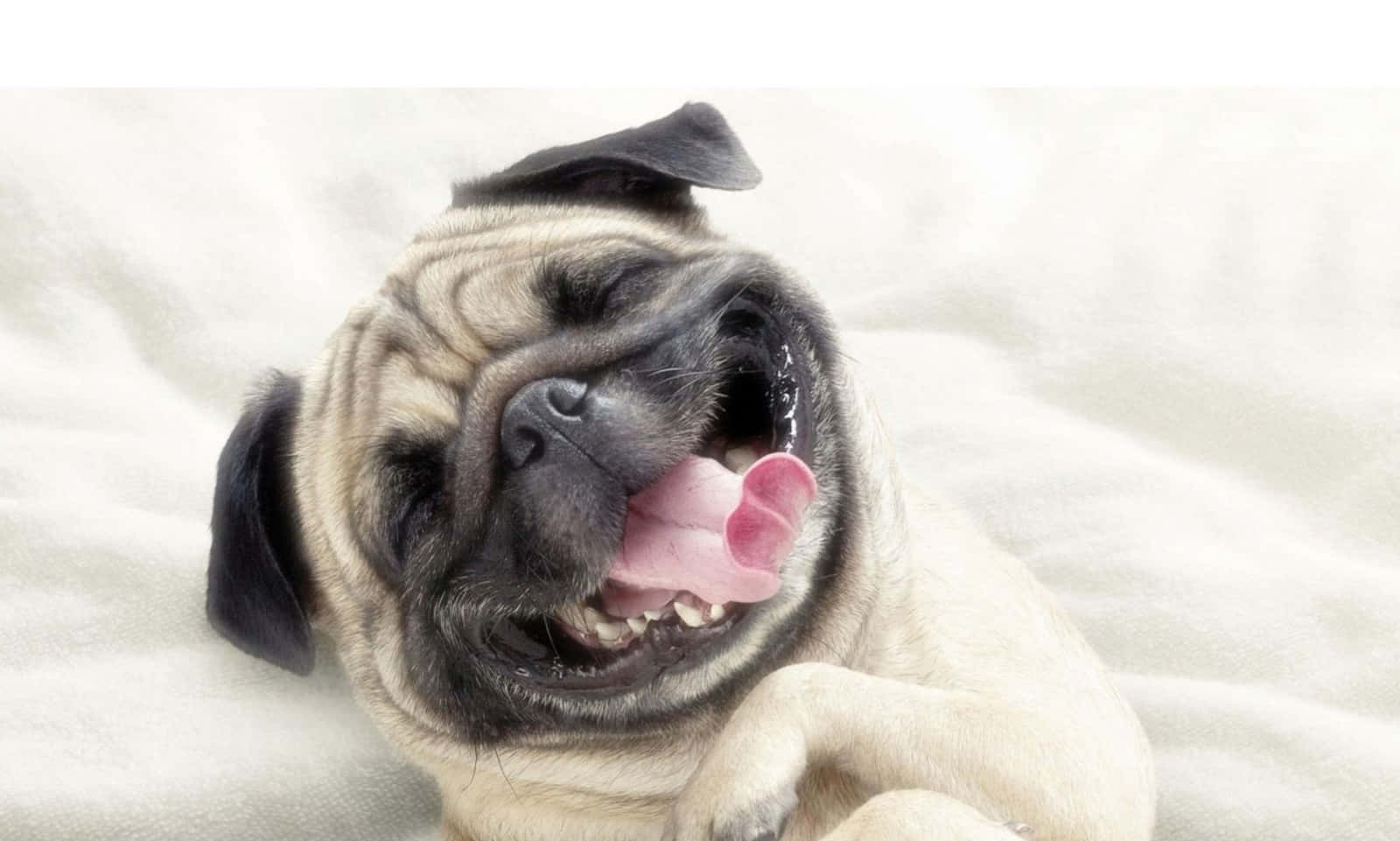 笑得開心的酷帥巴哥犬 壁紙 — 一隻快樂的哈巴狗，臉上滿是皺紋，粉紅色的舌頭伸出來，躺在柔軟的白色毯子上。