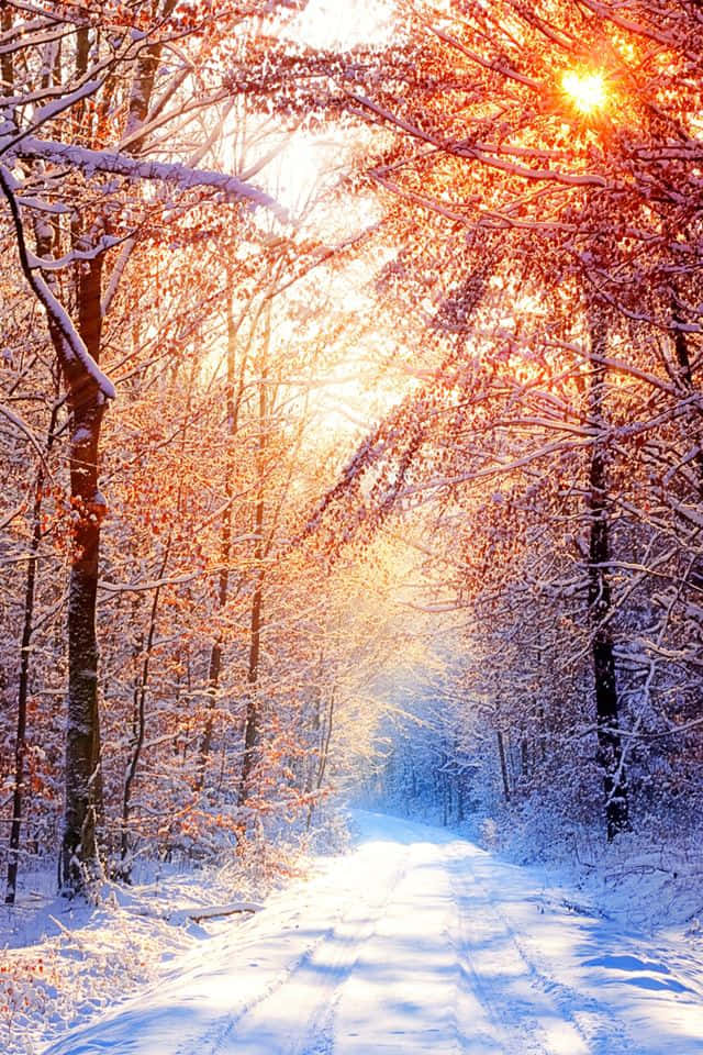 等待你的魔法雪林 壁紙 — 一條被金色日出光線沐浴的雪森林小徑，光線穿過沾滿雪霜的樹木和殘留的秋葉。