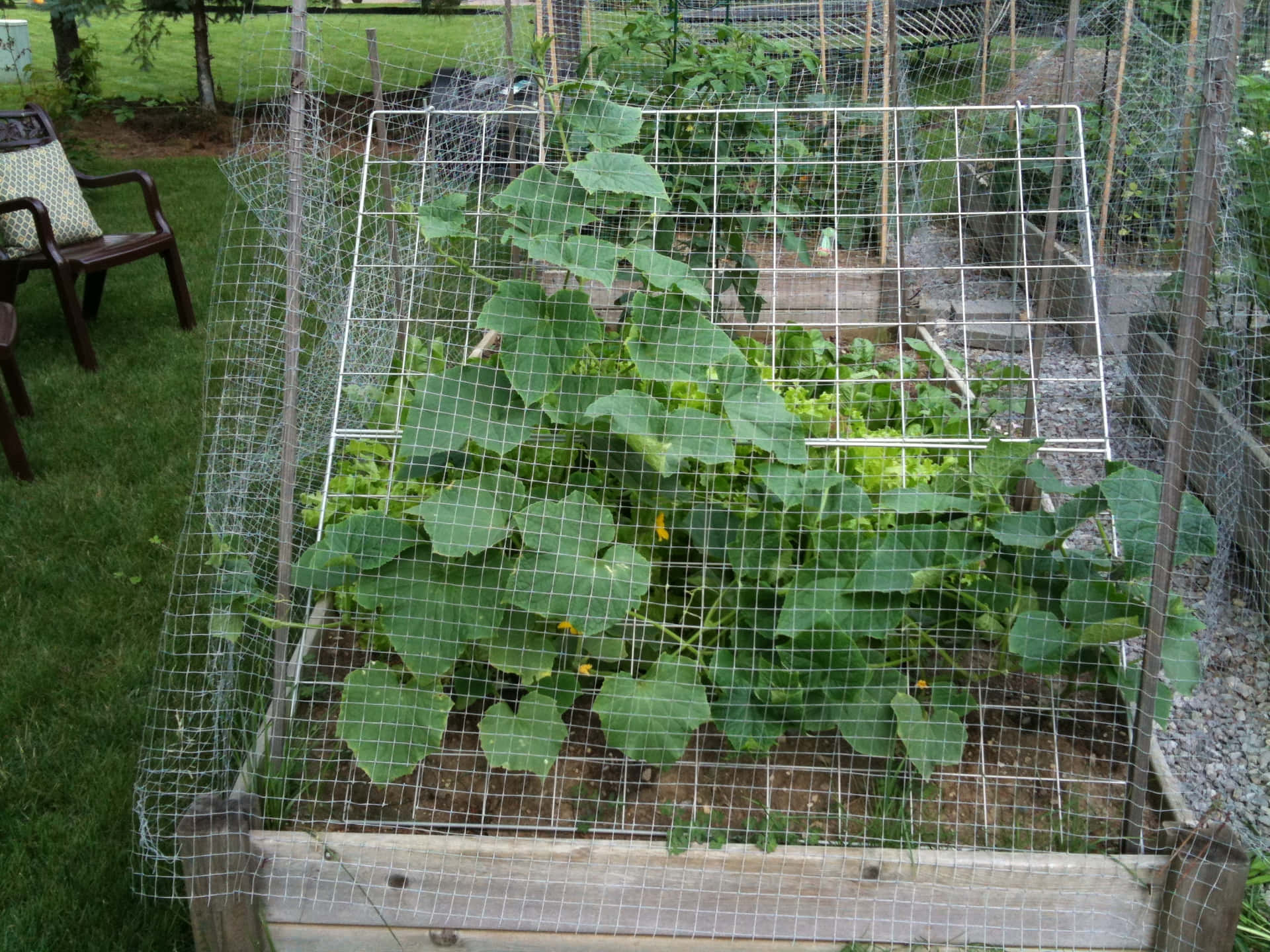 後院中帶有攀爬南瓜植物和鐵絲網架的高架花園床。