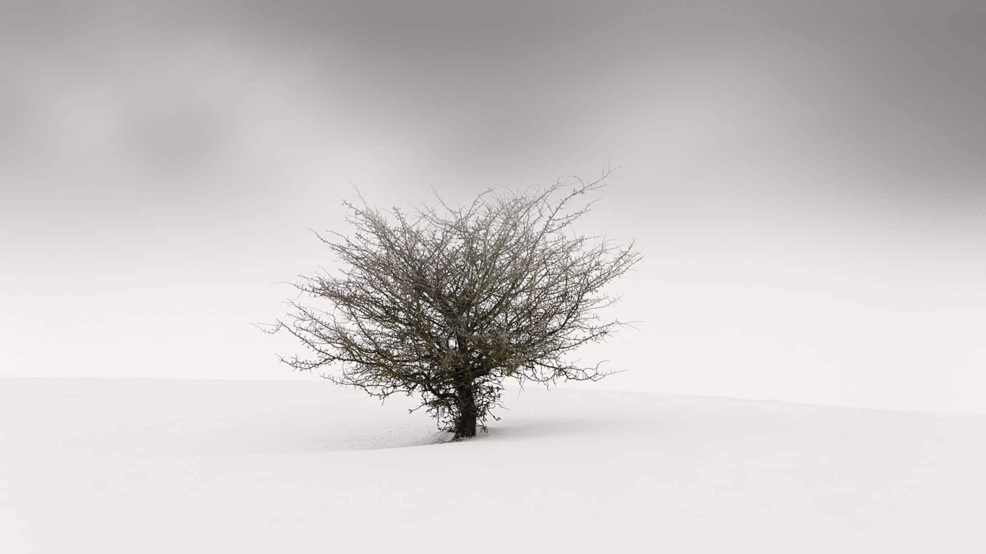多雲天空下，深雪中一棵孤獨的無葉樹。