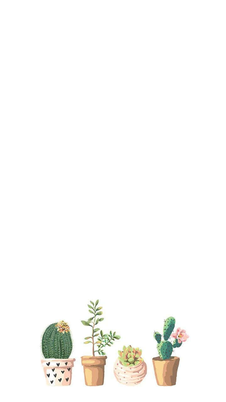 白色背景上四個細小盆栽植物，有仙人掌同多肉植物。