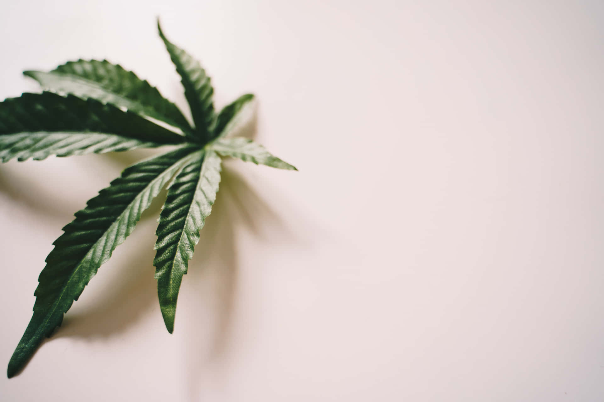 一片綠色大麻葉在淺色背景上，帶有柔和陰影。