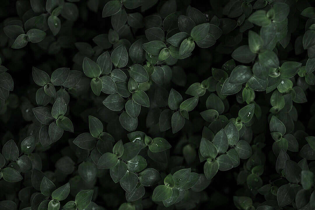 簡約暗黑風格植物 壁紙 — 密集嘅深綠色樹葉特寫，上面有水珠喺柔和光線下閃閃發光。