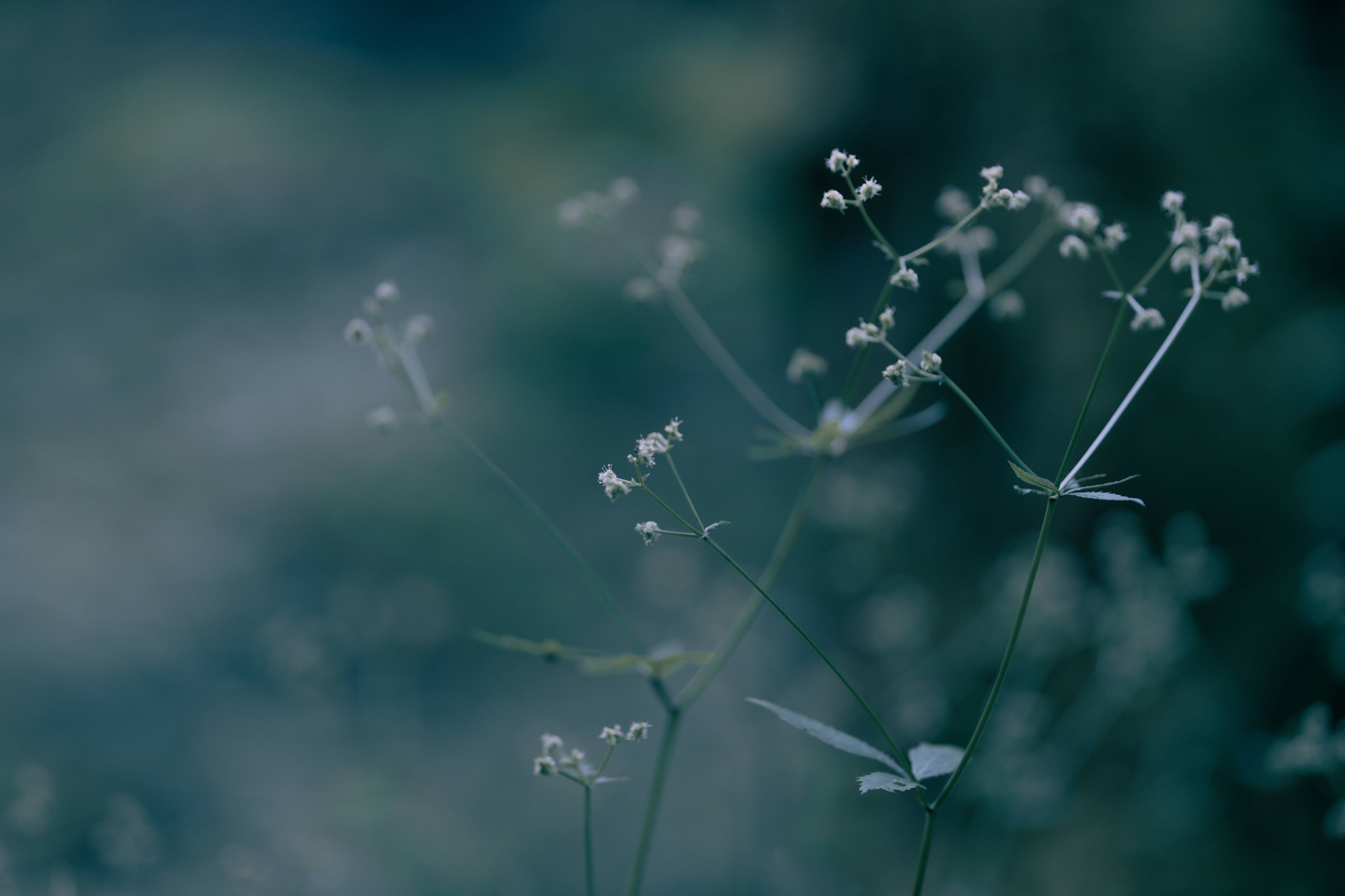 簡約暗黑風格花朵 壁紙 — 纖細的白色野花，細長的莖在柔和的藍綠色模糊背景中輕輕搖曳。