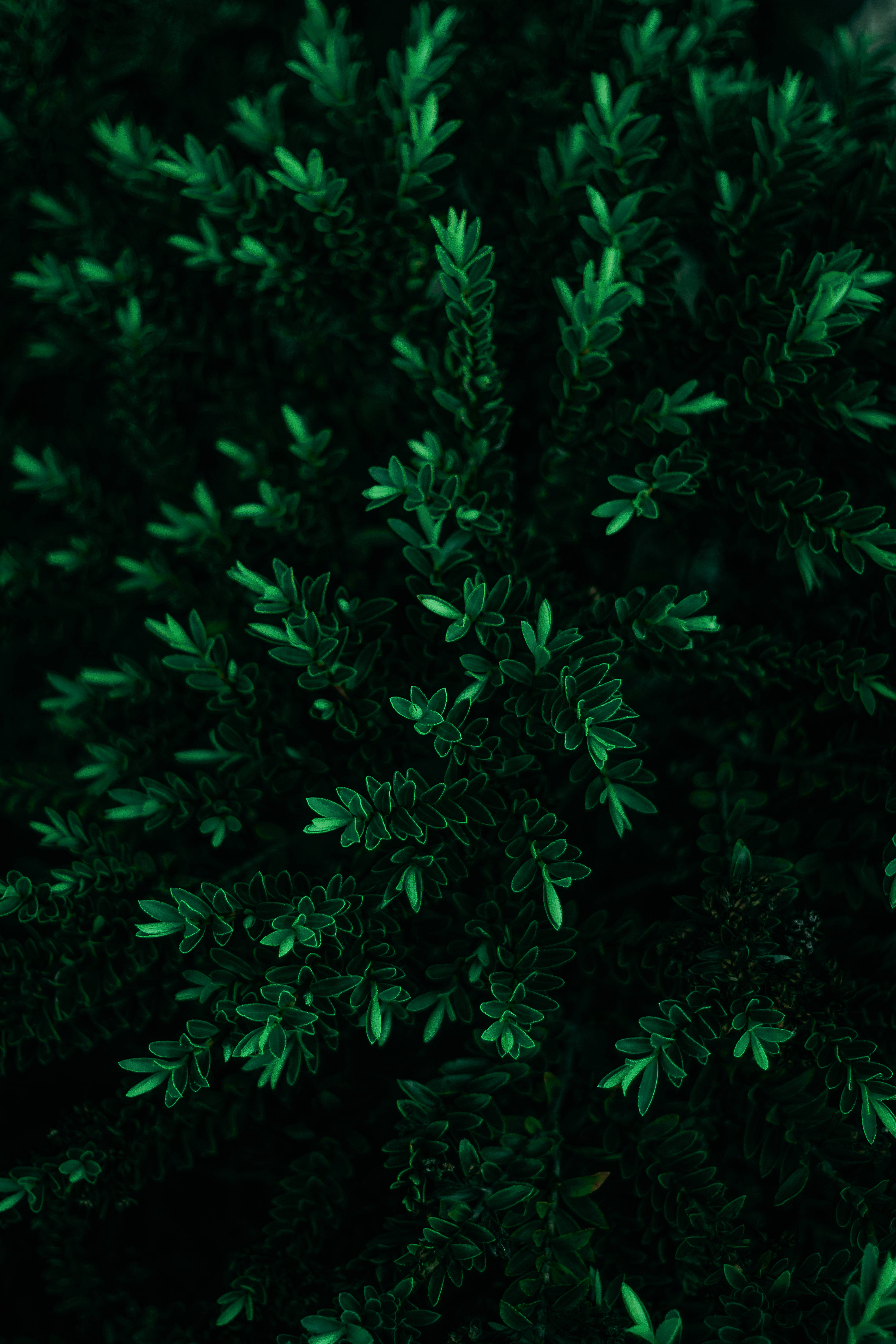 簡約暗黑風格高葉 壁紙 — 特寫鏡頭：茂密深綠色葉片，葉緣鋒利，在黑色背景上發光。