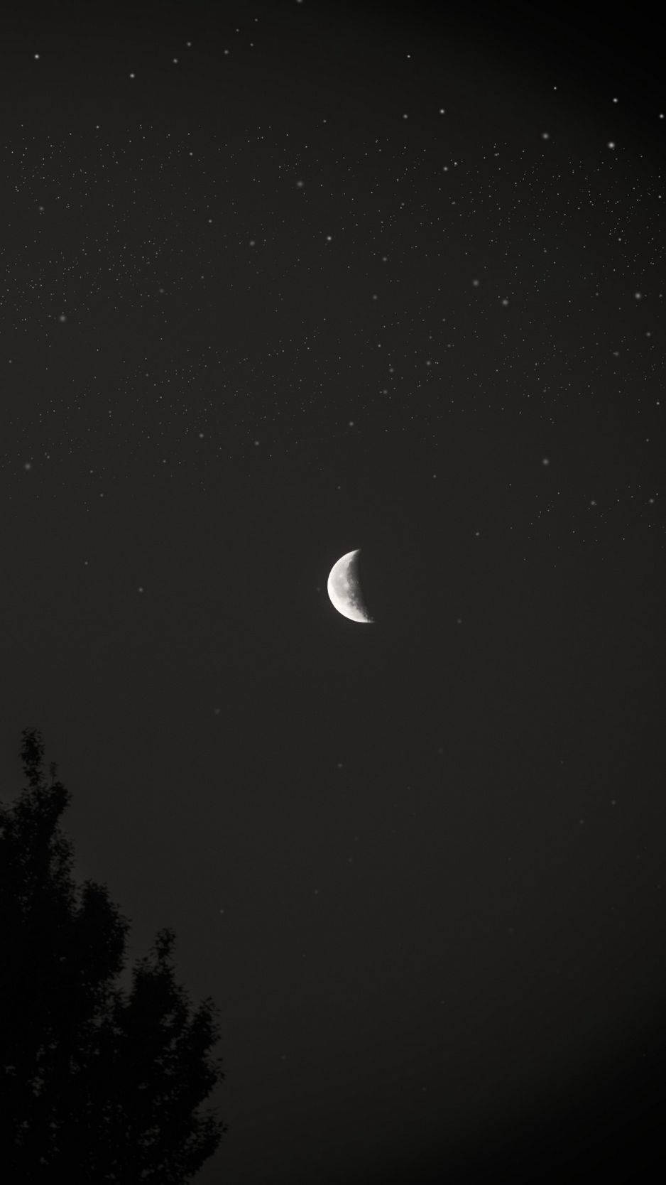 新月和星星在夜間樹木剪影上方
