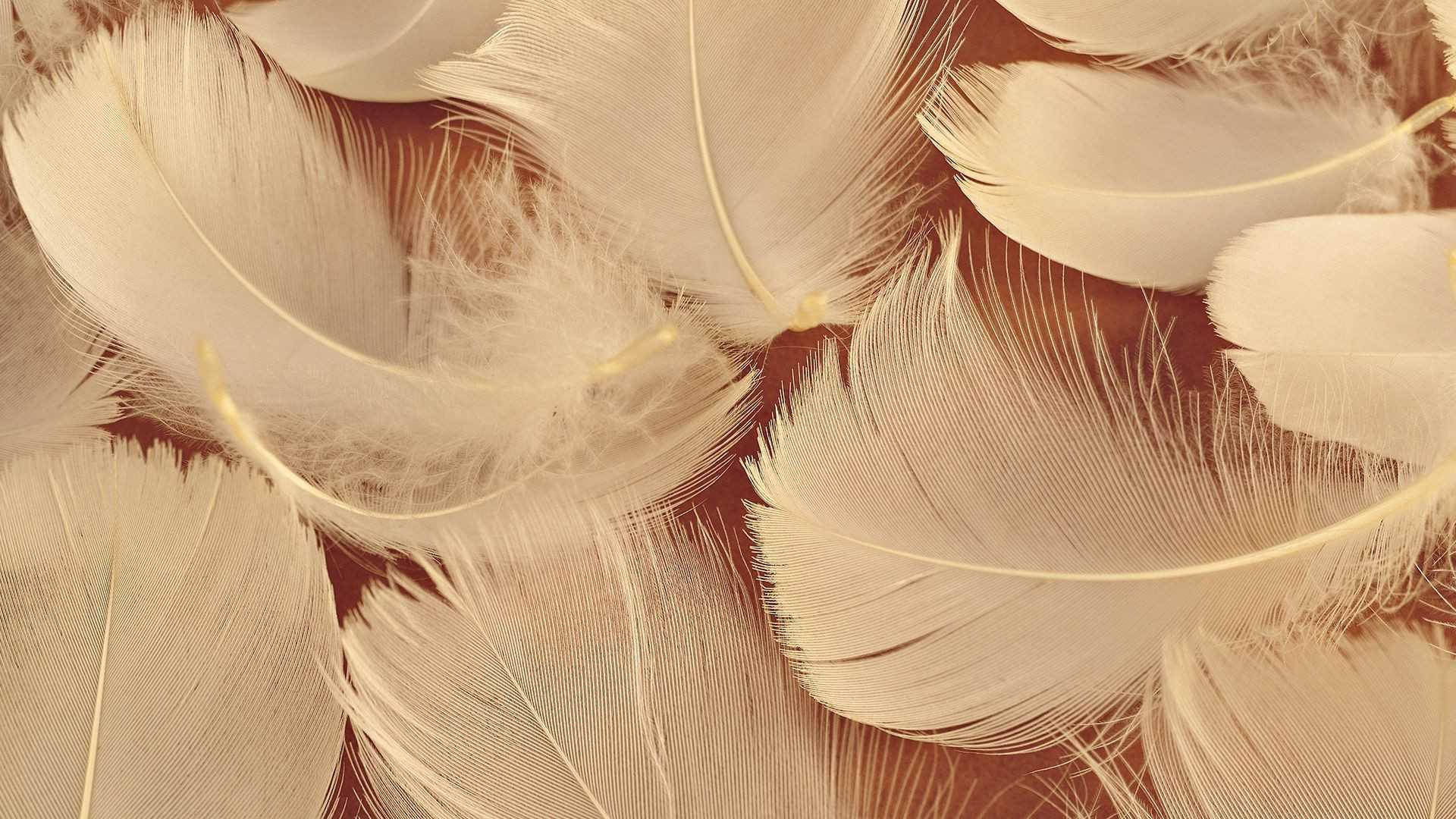簡約棕色鳥羽 壁紙 — 柔軟的白色羽毛帶有細緻的羽枝，在溫暖的棕褐色調中呈現出柔和的紋理圖案。