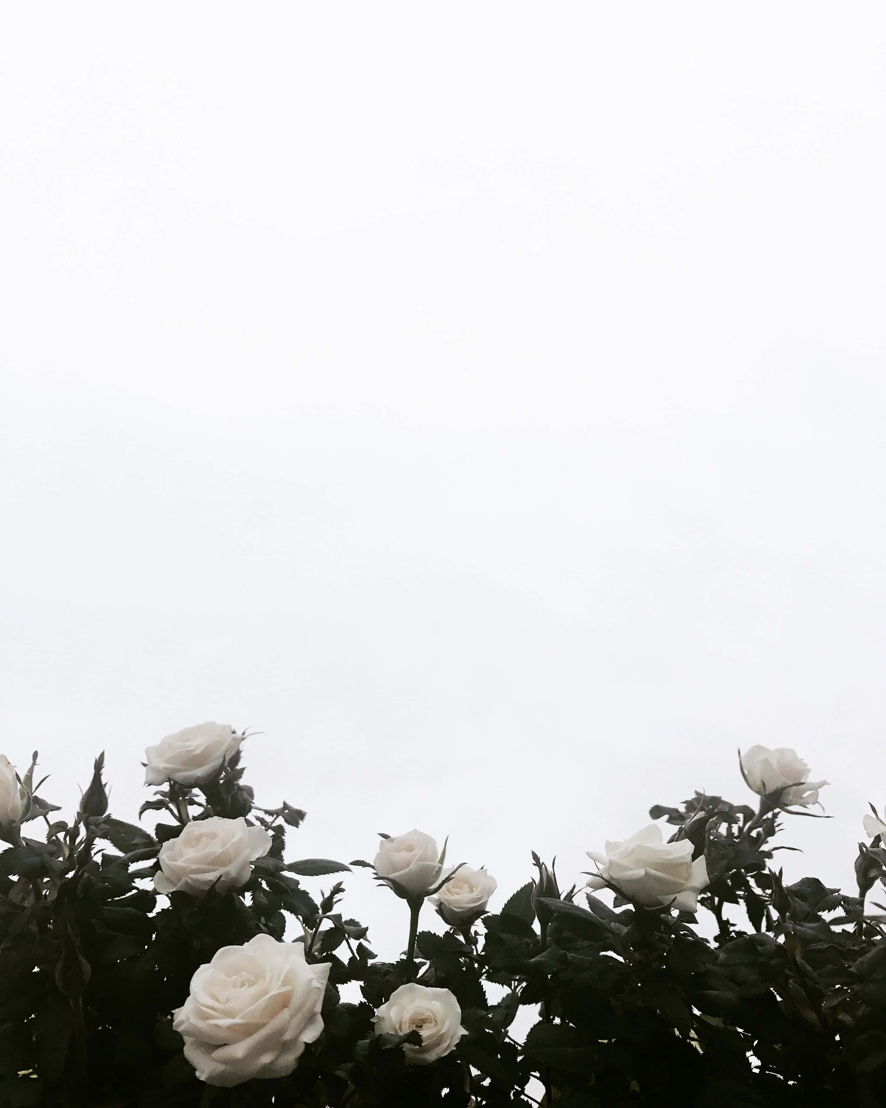 簡約白色背景 壁紙