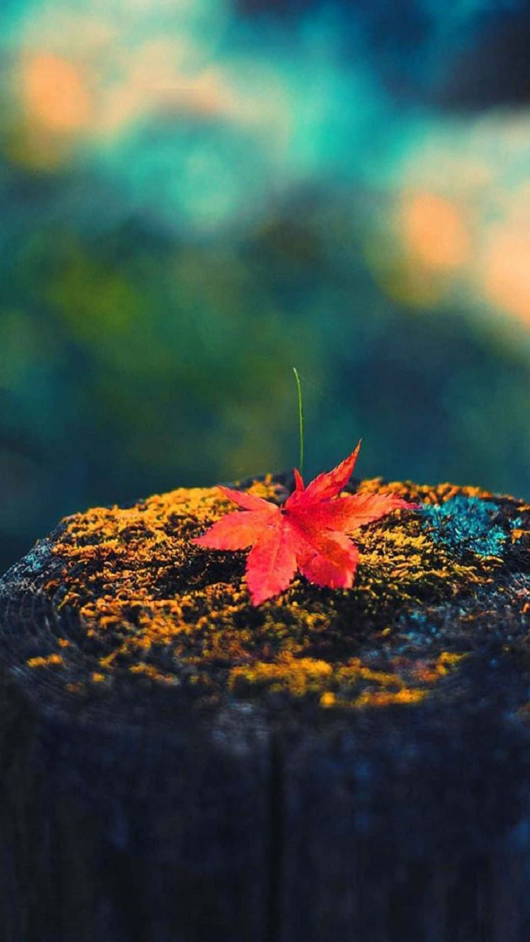 秋日森林中長滿苔蘚的樹樁上的一片紅楓葉