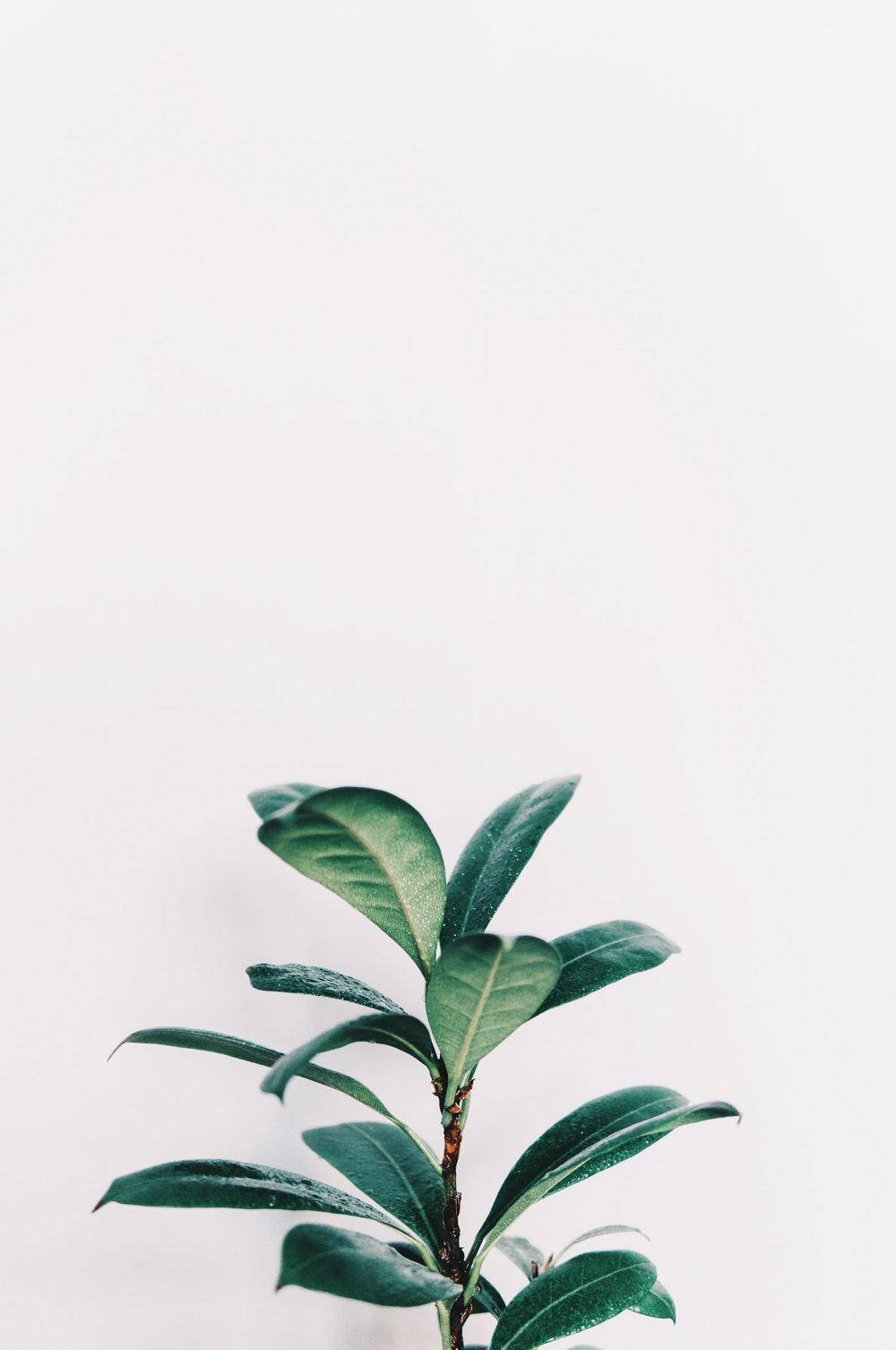 簡約風格綠色橡皮樹 壁紙 — 一株綠色葉子植物從底部冒出，背景是純白色並帶有柔和陰影。