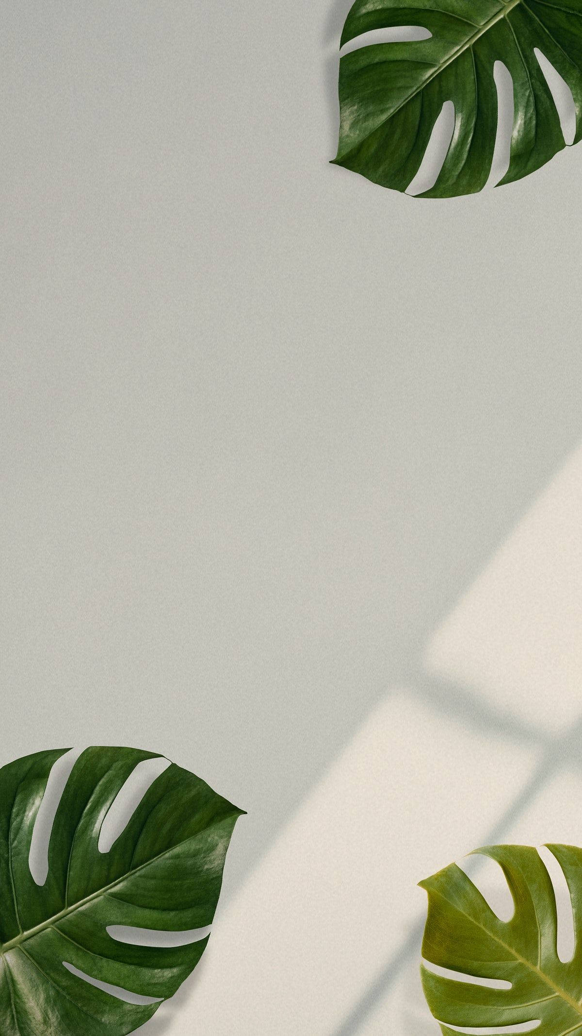 簡約風格龜背芋葉 壁紙 — 三塊充滿活力的龜背竹葉在淺灰色牆壁上投下柔和陰影，呈現極簡植物佈置。