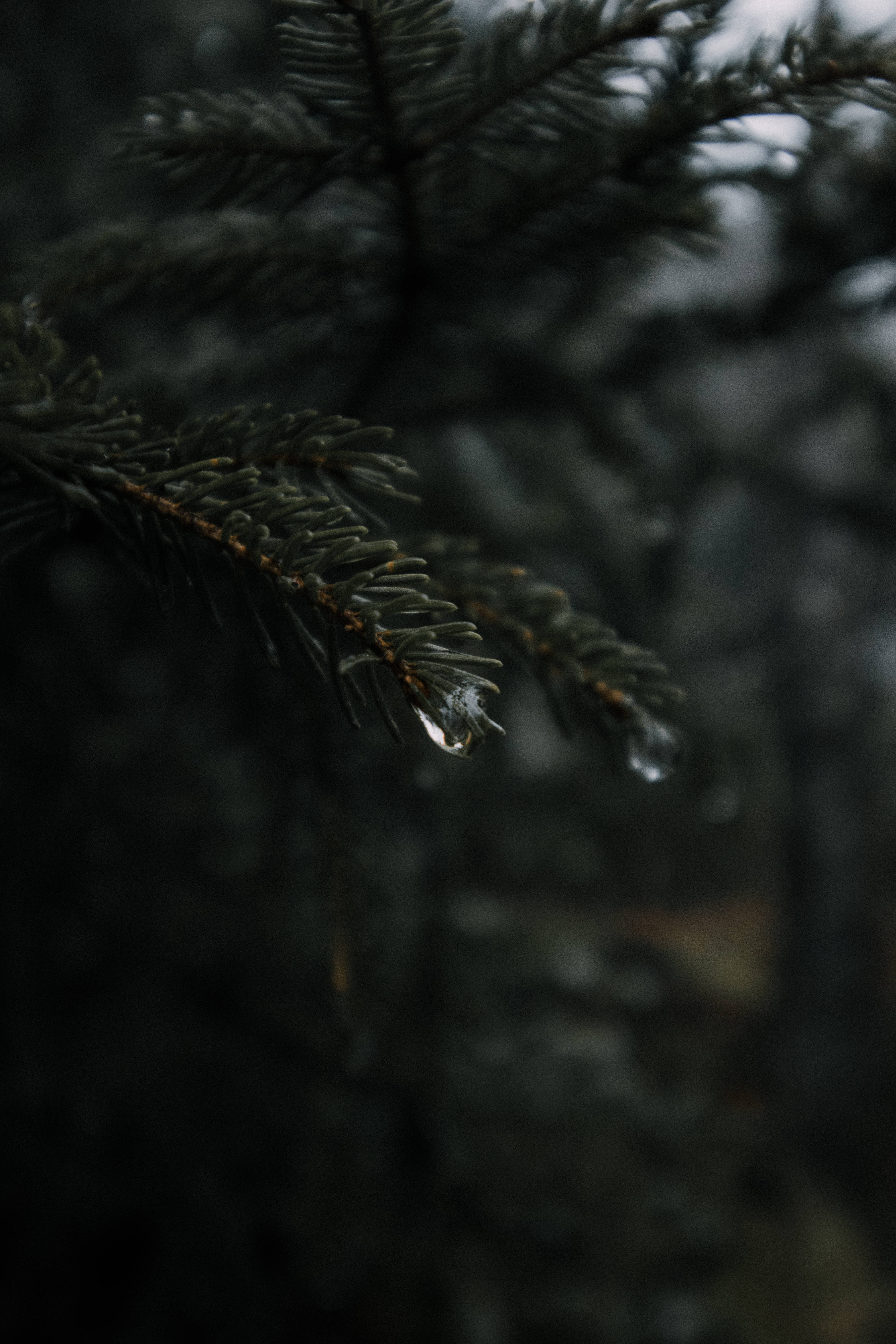 簡約高清帶雨滴的植物 壁紙 — 松樹枝的特寫，帶有閃閃發光的水滴，背景是黑暗模糊的森林。