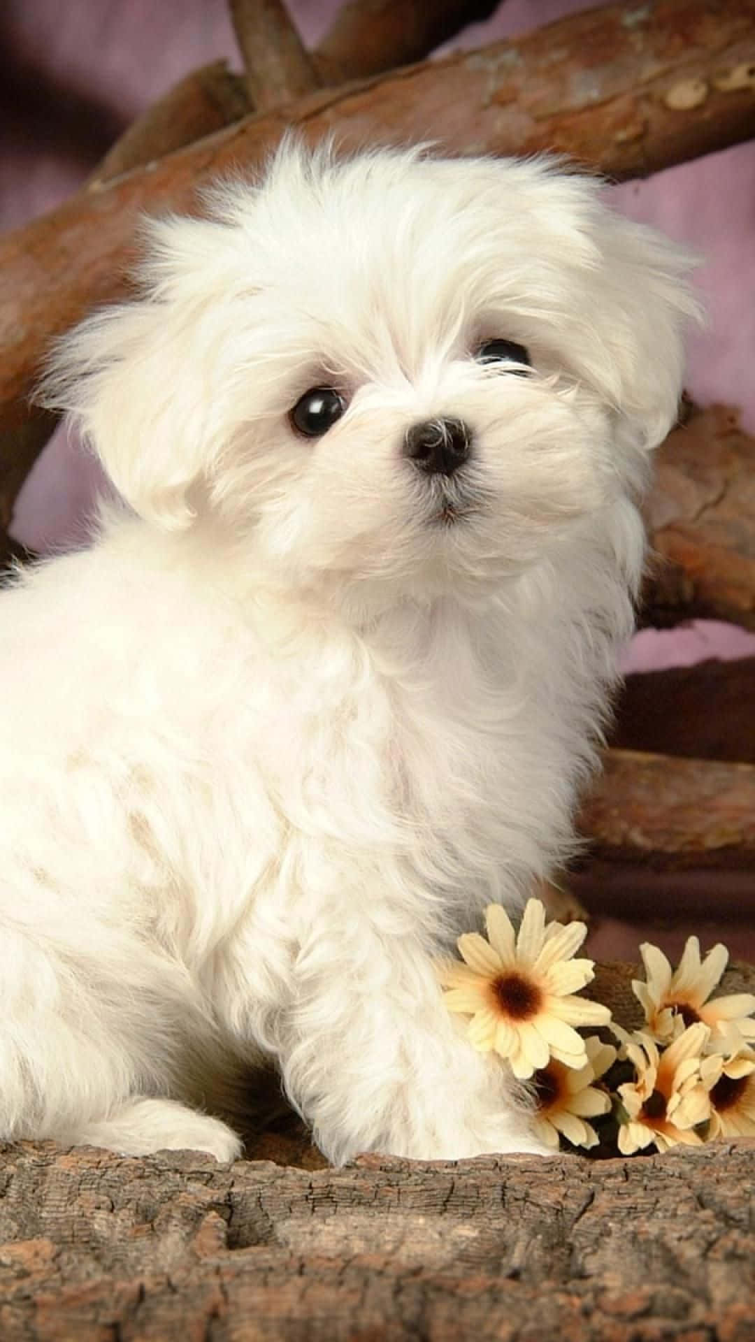 籃中兩隻可愛馬爾濟斯幼犬 壁紙 — 一隻毛茸茸的白色小狗，有著大大的深色眼睛，坐在木質表面上的黃色雛菊旁邊。