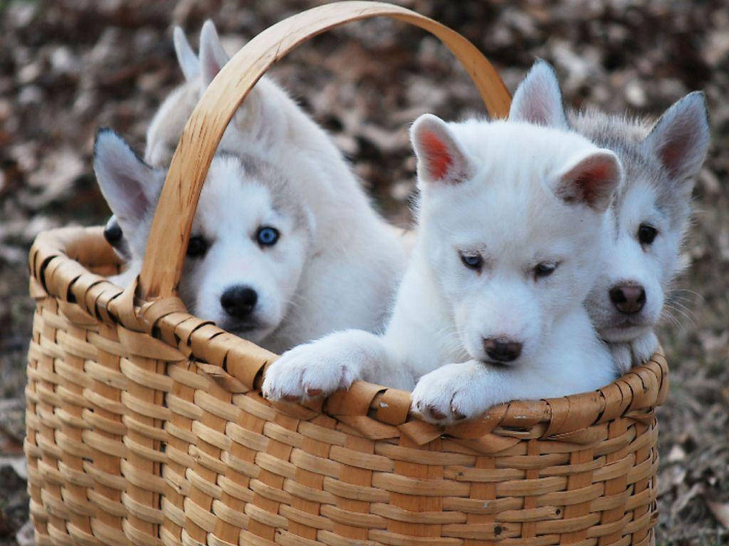 籃子中的哈士奇幼犬 壁紙 — 三隻毛茸茸的哈士奇幼犬，有著引人注目的藍色眼睛，好奇地從編織柳條籃的邊緣探出頭來。