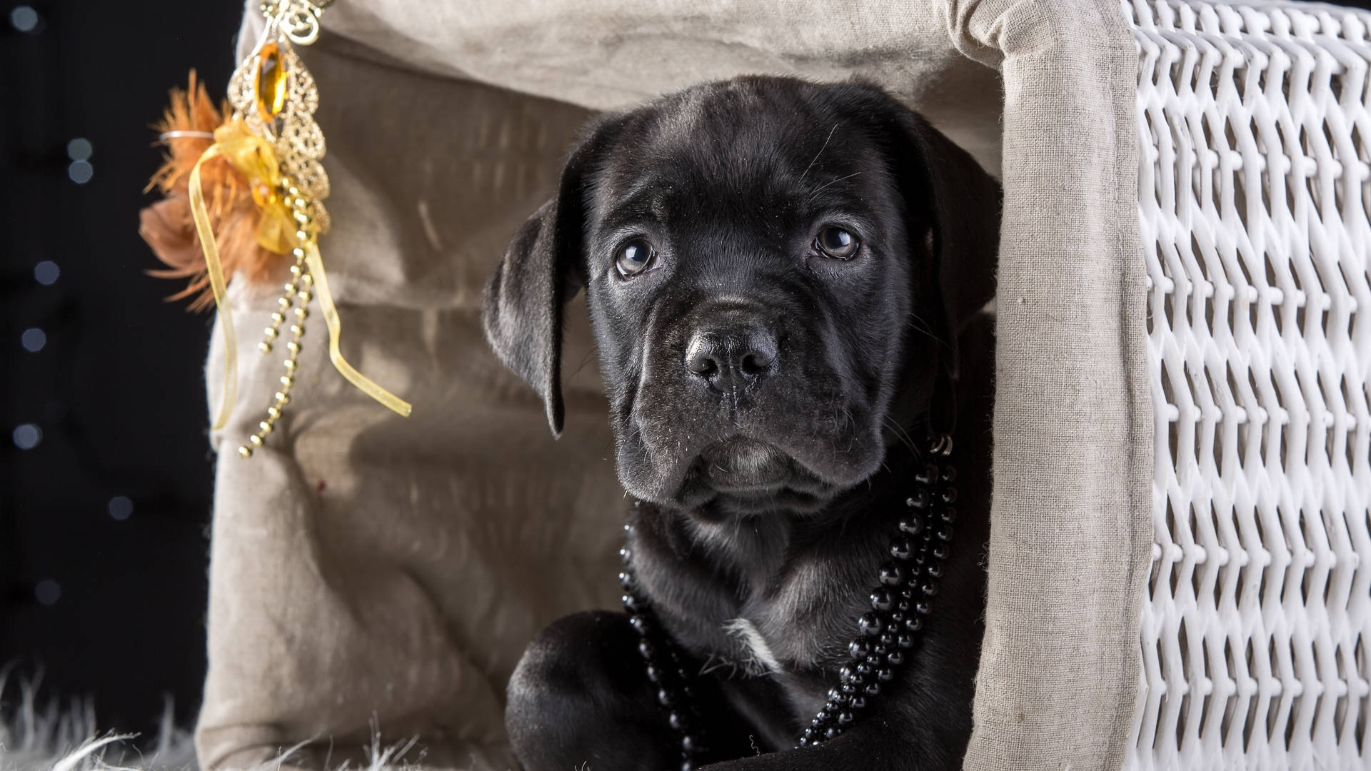 籃子中的坎恩科索幼犬 壁紙 — 一隻黑色小狗睜著大眼睛，從一個飾有金色珠子和羽毛的白色柳條籃子裡探出頭來。