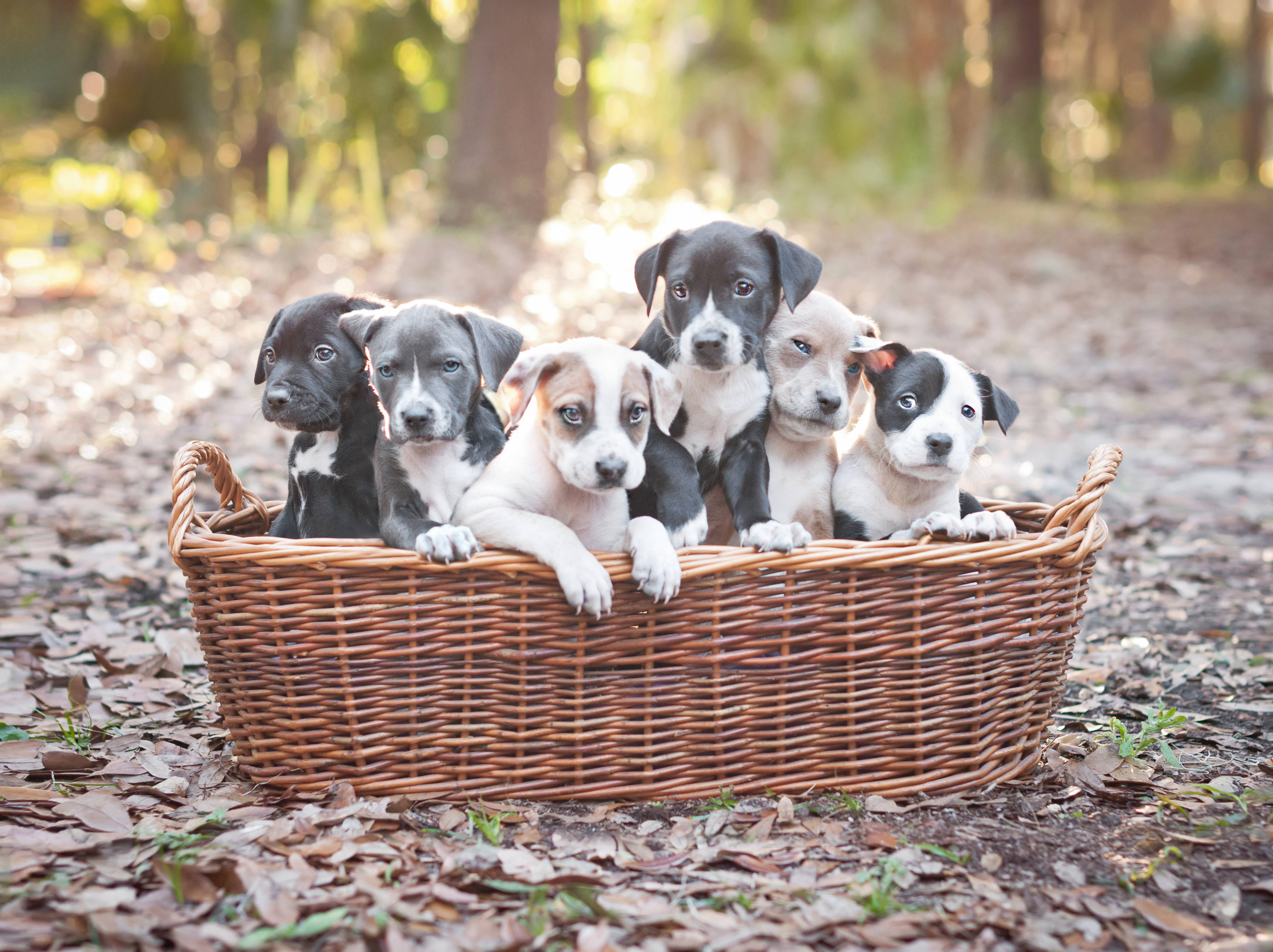 籃子裡依偎的鬥牛犬幼犬 壁紙 — 五隻可愛的黑白花紋小狗在陽光明媚的森林裡好奇地從柳條籃邊探出頭來。