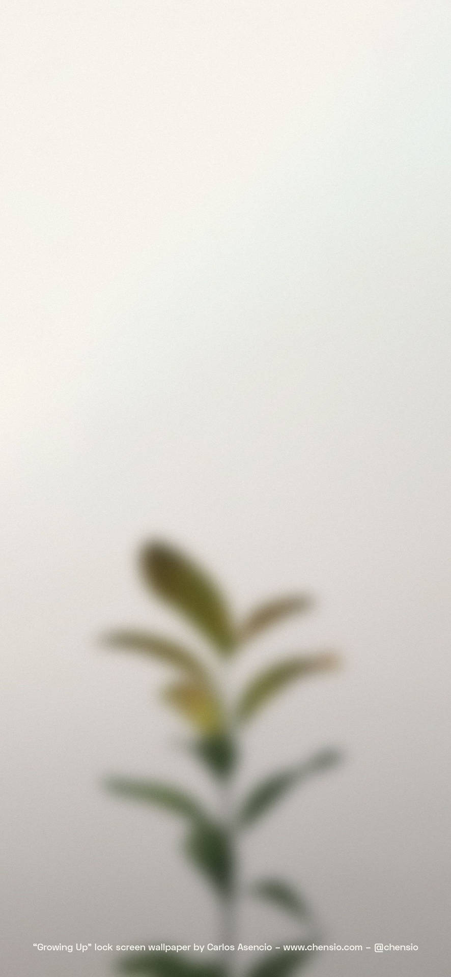 模糊的綠色植物莖在淺灰色背景上向上生長。