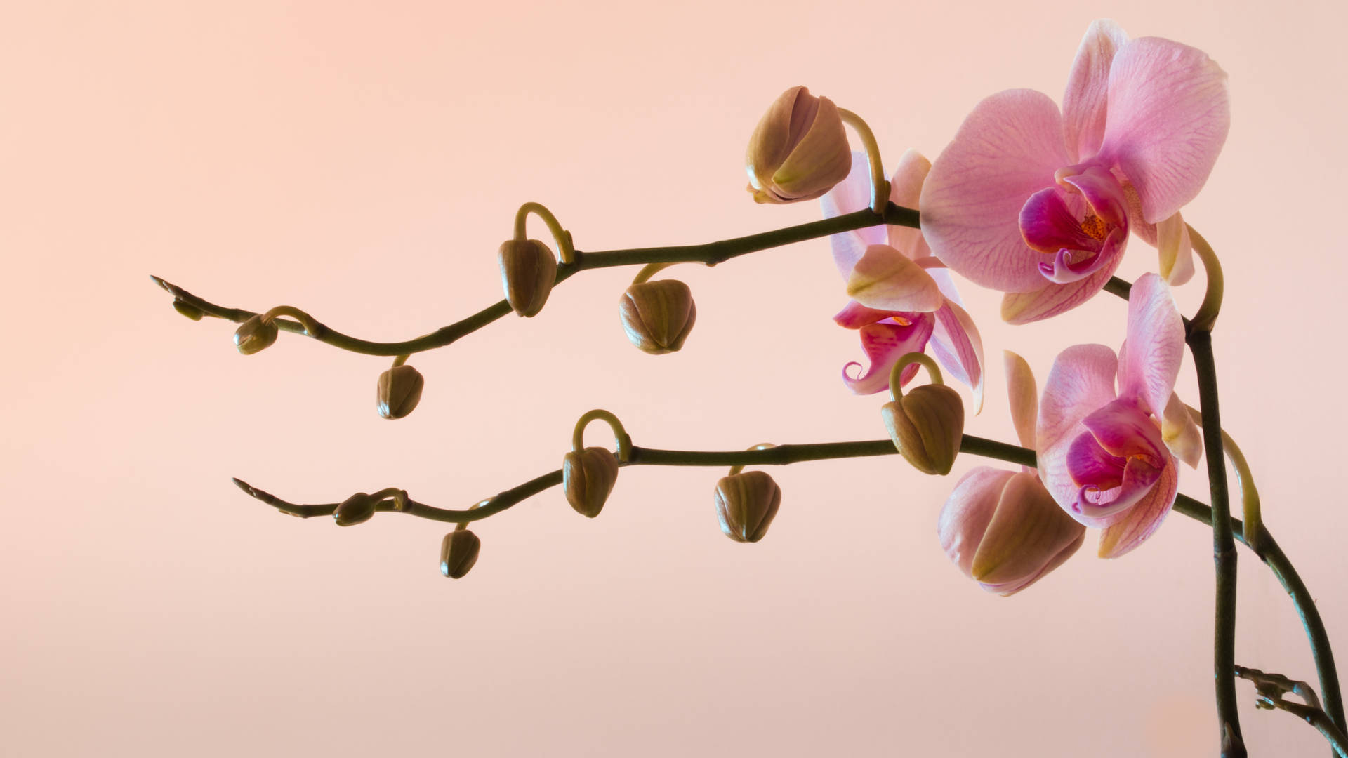 粉紅蘭花和花蕾在纖細的莖上，襯以柔和的蜜桃色背景。