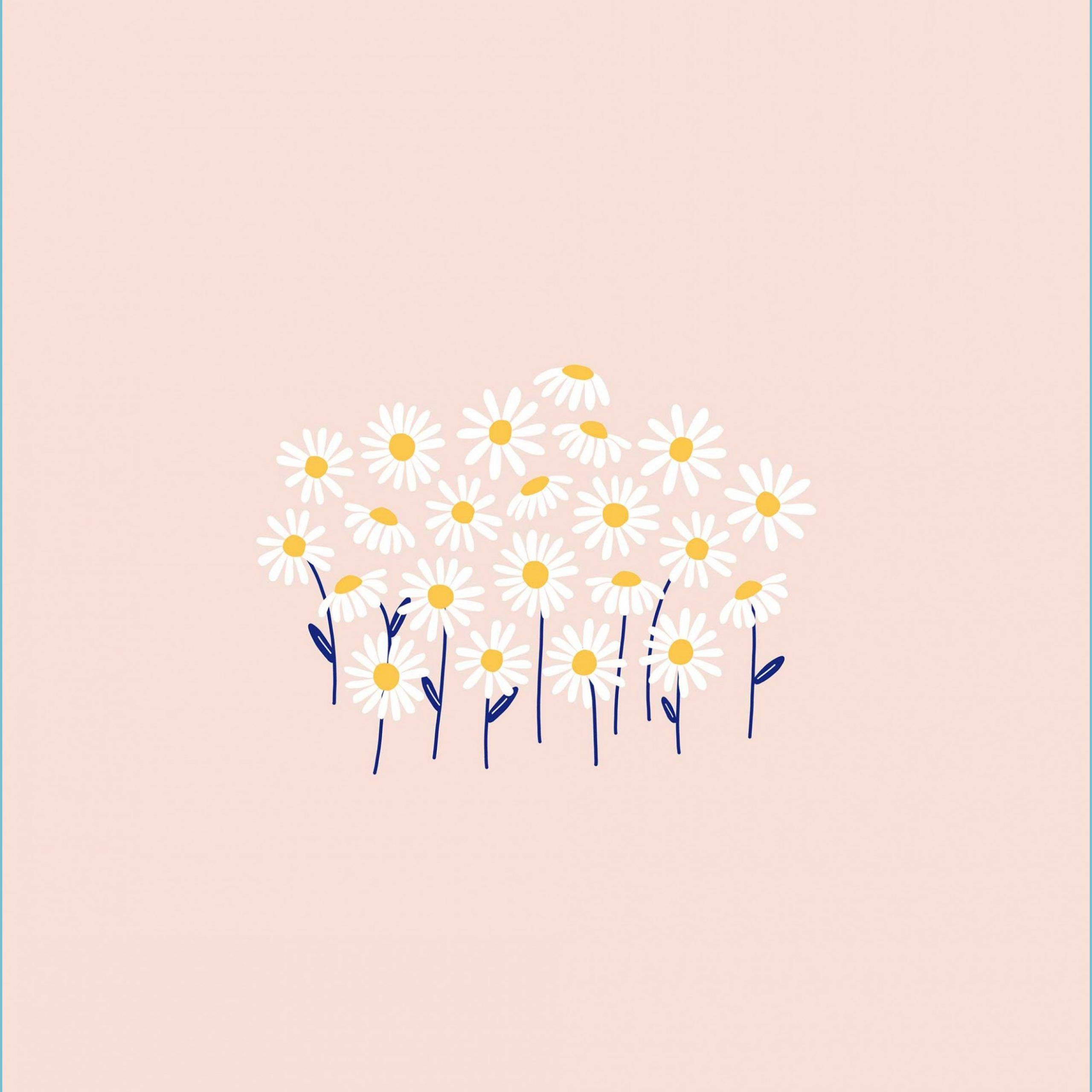 粉彩背景小白菊 壁紙 — 一簇白色雛菊，黃色花心，藍色莖，在柔和的粉紅色背景上綻放。