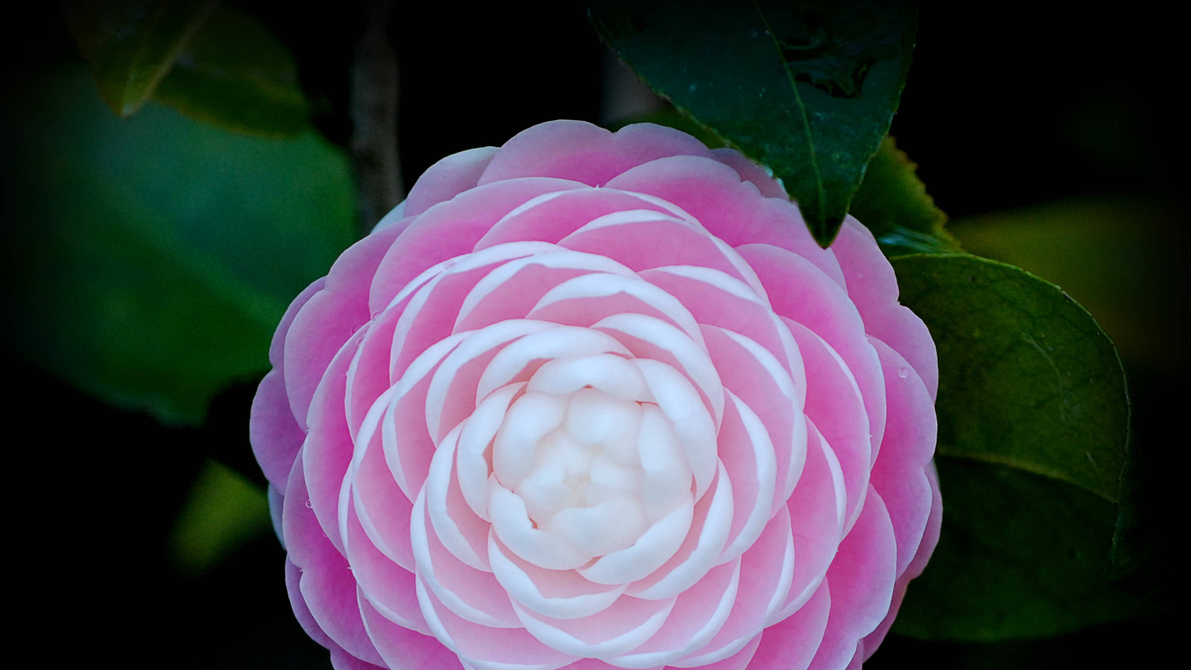 Japanese 桌布 壁紙 — 粉白色山茶花的特寫，層層花瓣在深綠色葉子襯托下閃耀發光。