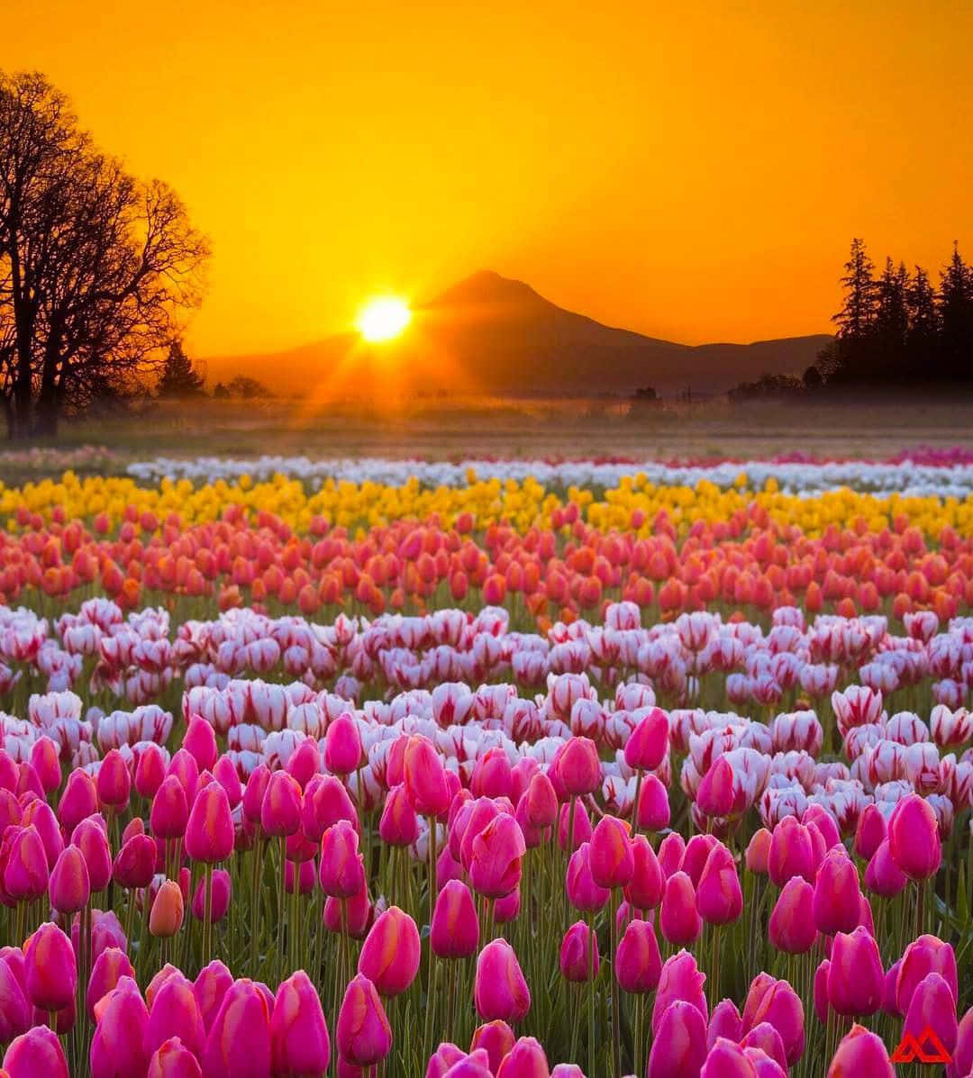 Beautiful Scenery pictures