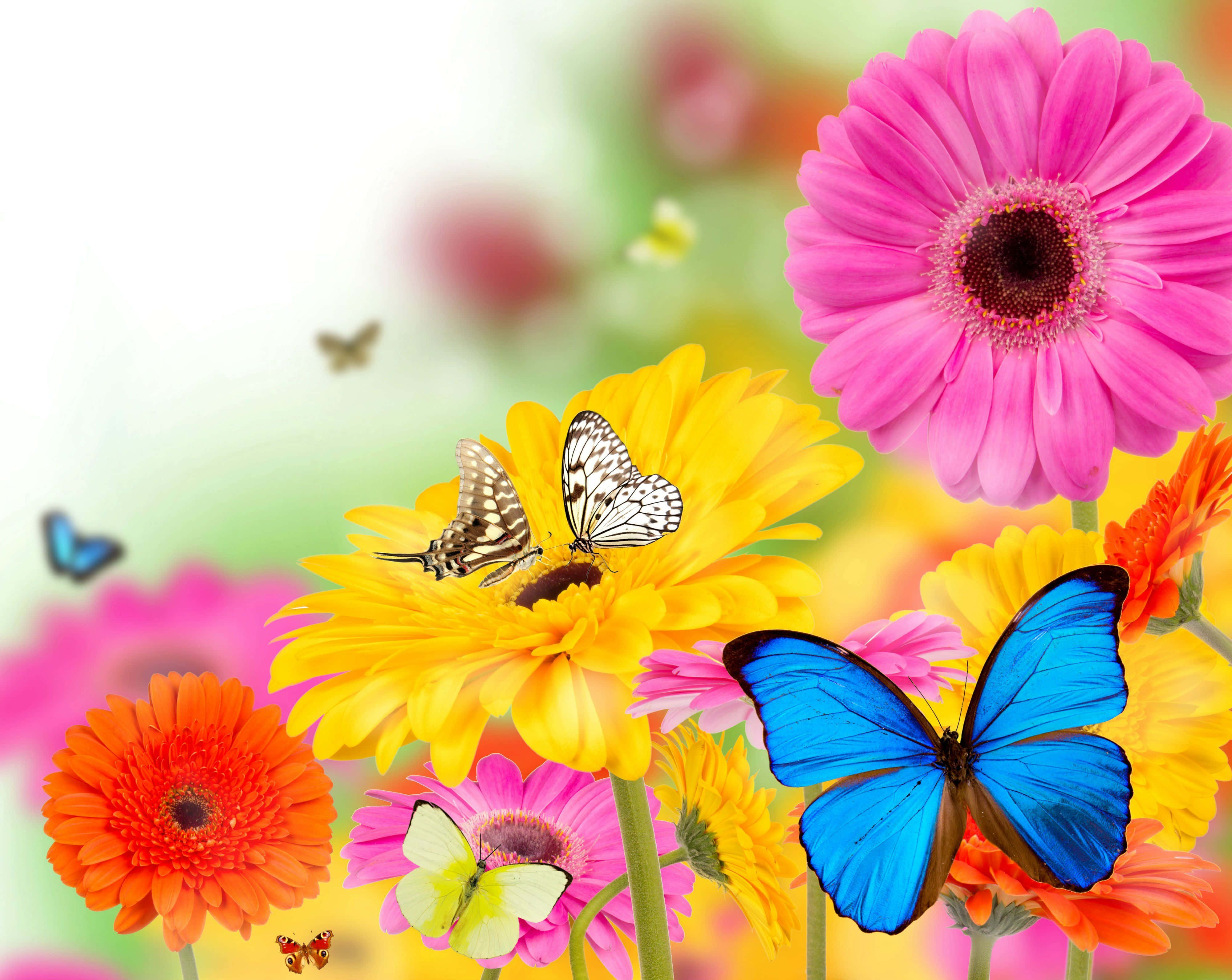 Spring Butterflies 桌布 壁紙 — 粉紅、橙色和黃色的鮮豔非洲菊雛菊盛開，蝴蝶在柔和日光中翩翩飛舞。