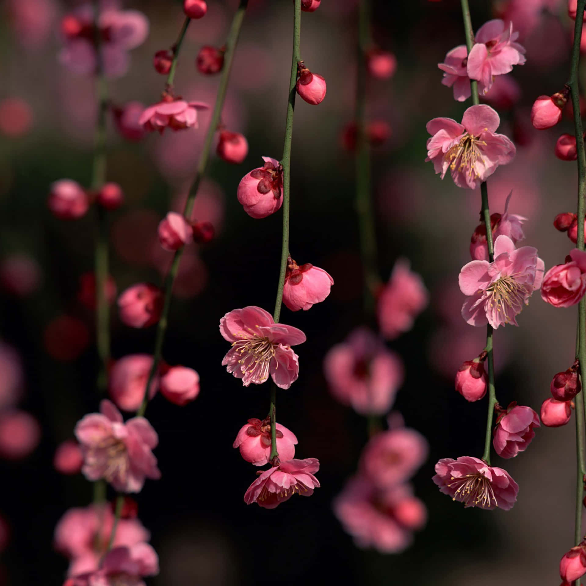 粉紅櫻花懸掛在樹枝上，背景柔和模糊。