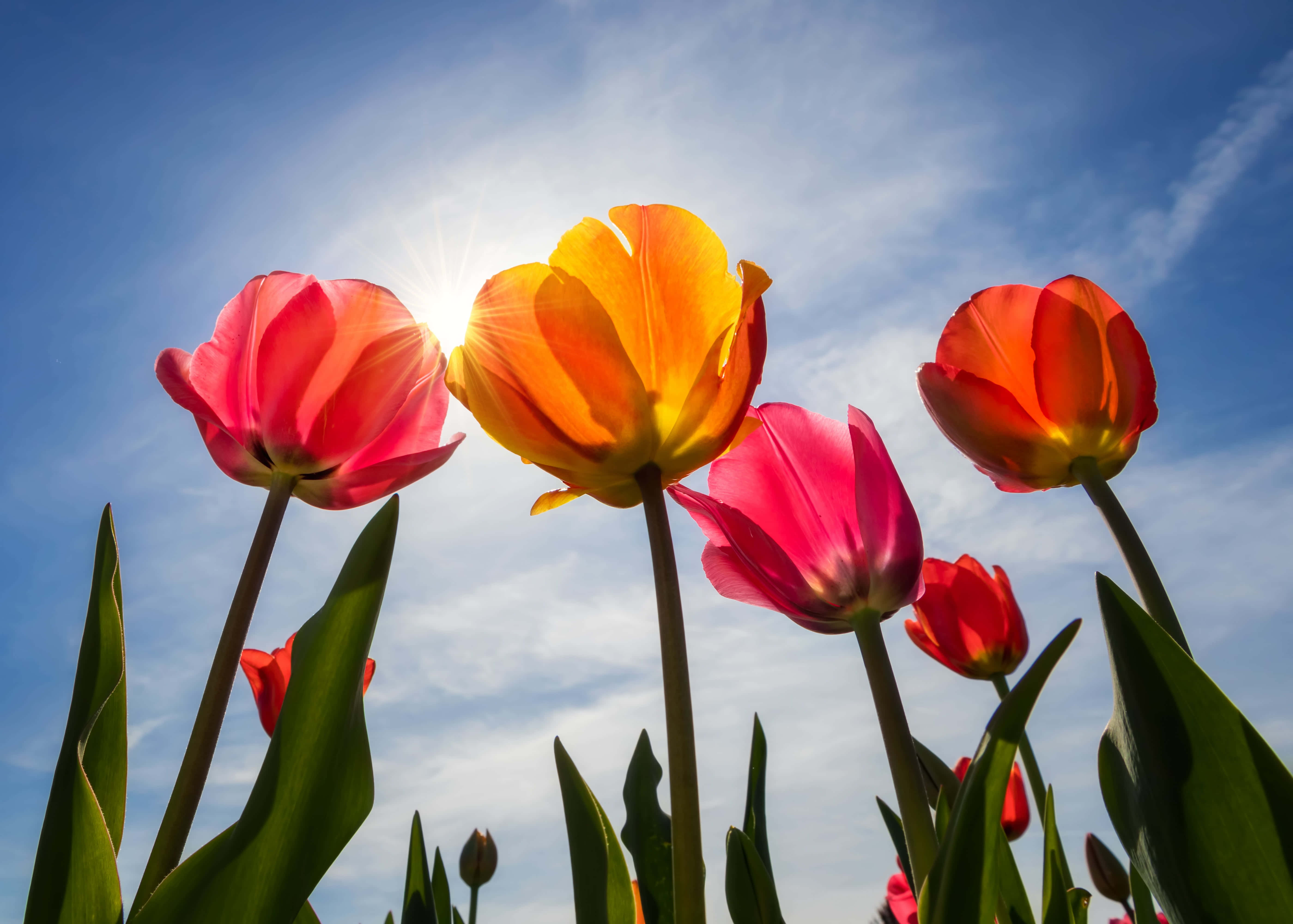 Yellow Tulips 桌布 壁紙 — 粉紅和橙色的鮮豔鬱金香在陽光穿透的明亮藍天下閃耀。
