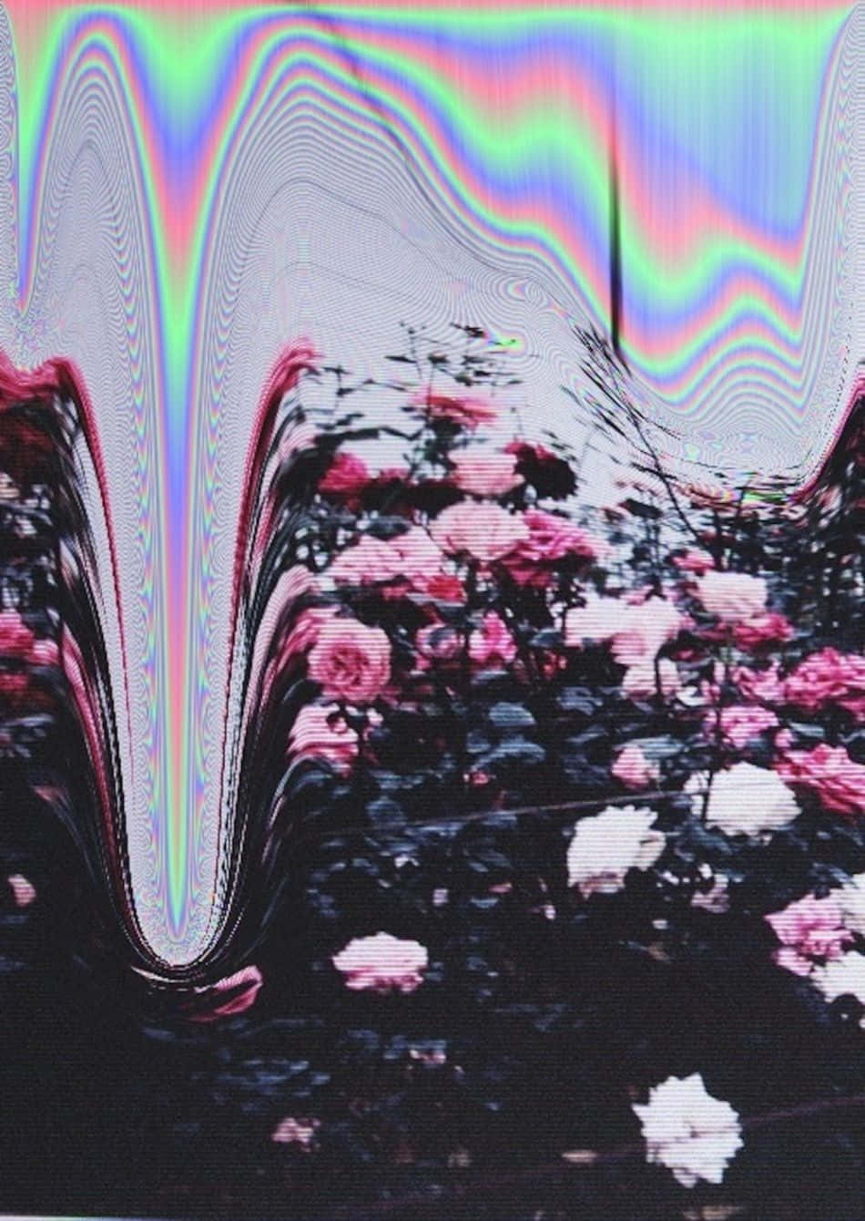 Psychedelic Grunge 桌布 壁紙 — 粉紅和白色玫瑰在迷幻故障效果下扭曲，帶有彩虹邊緣和波浪狀數位噪點。