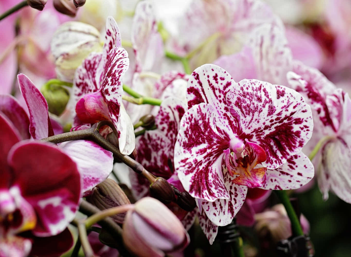 Orchid 桌布 壁紙 — 粉紅和白色蘭花特寫，帶有深洋紅色斑點，在纖細的莖上盛開。