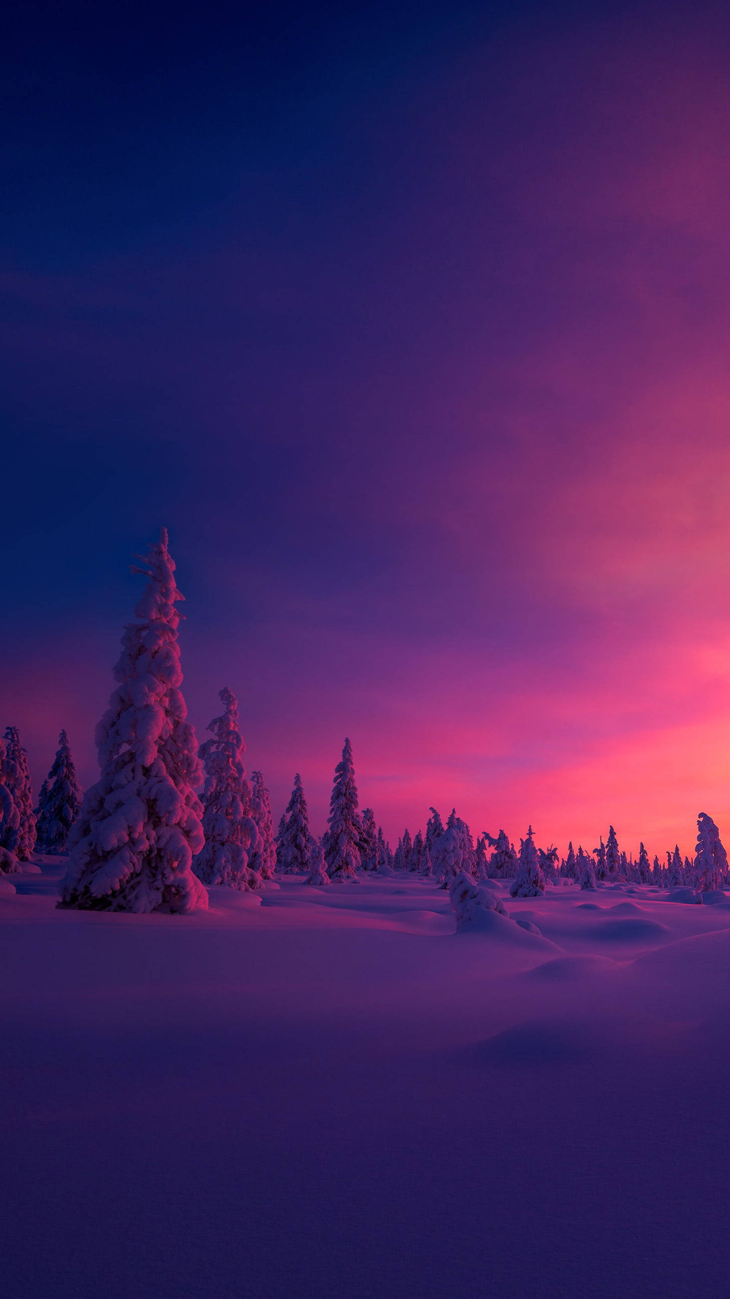 粉紅夕陽溫馨冬日 壁紙 — 白雪覆蓋的松樹在寧靜的冬日森林中，以鮮豔的紫色和粉紅色暮色天空為背景，形成剪影。