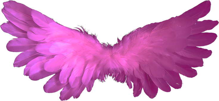 粉紅天使翼黑背景 壁紙