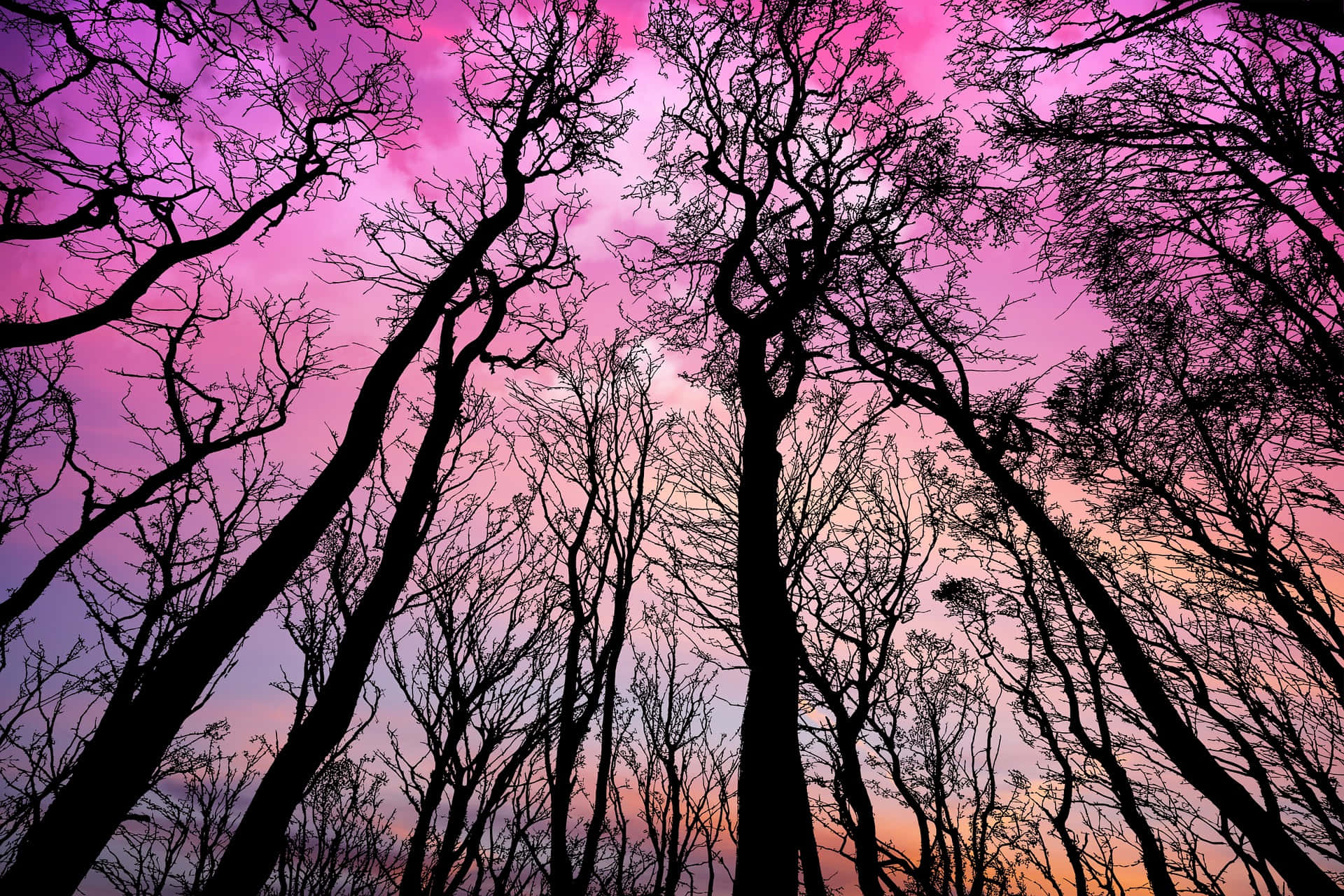 粉紅天空下的森林剪影 壁紙 — 光禿禿的樹木剪影在充滿活力的粉紅色和橙色黃昏天空下向上伸展。