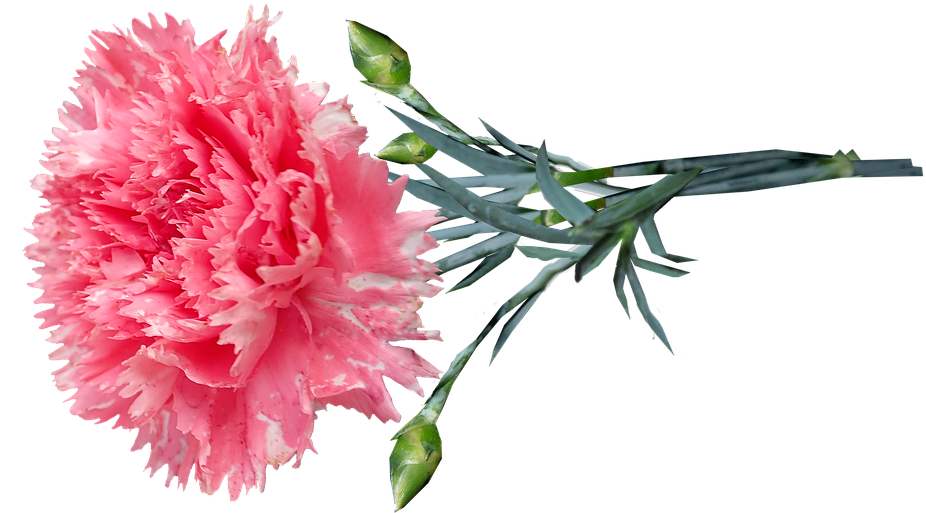 粉紅康乃馨花圖 壁紙 — 一朵鮮豔的粉紅色康乃馨，帶有褶邊花瓣和綠色莖，襯托在純黑色背景上。