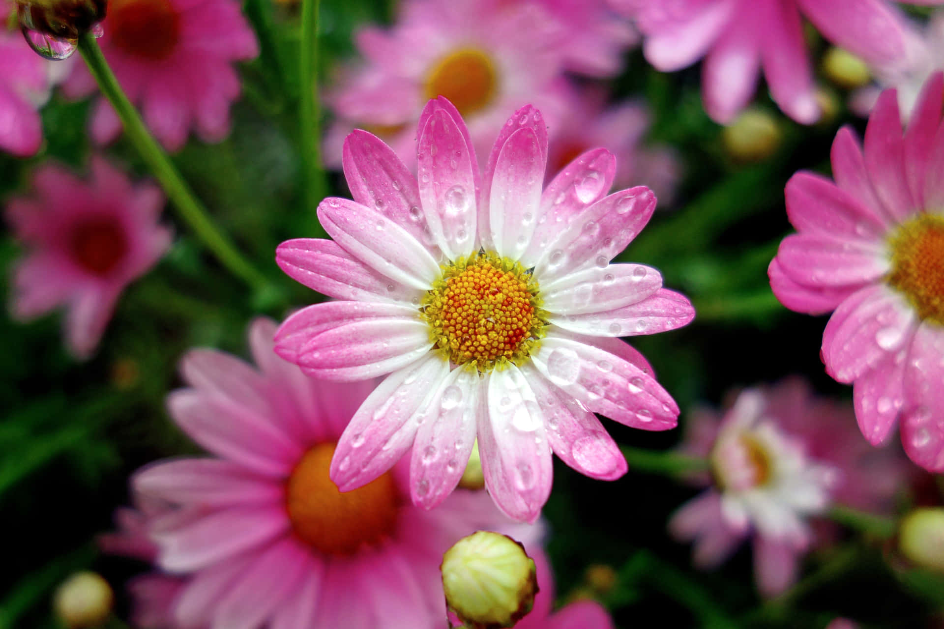粉白色雛菊，露珠，花園