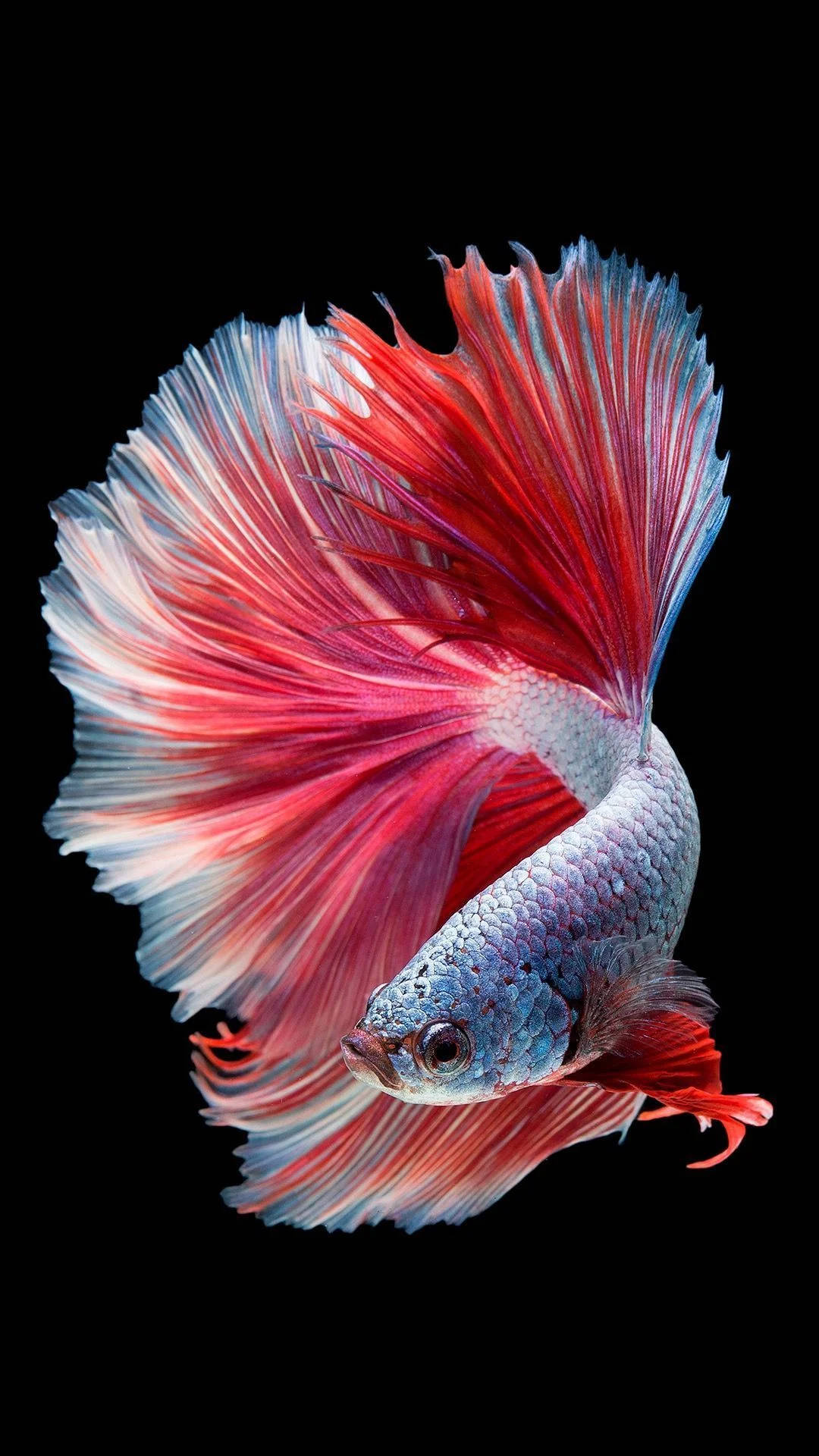 粉紅暹羅鬥魚 iPhone 壁紙 — 一條色彩鮮豔的鬥魚，帶有流動的紅色和藍色魚鰭，在純黑色背景上優雅地滑行。