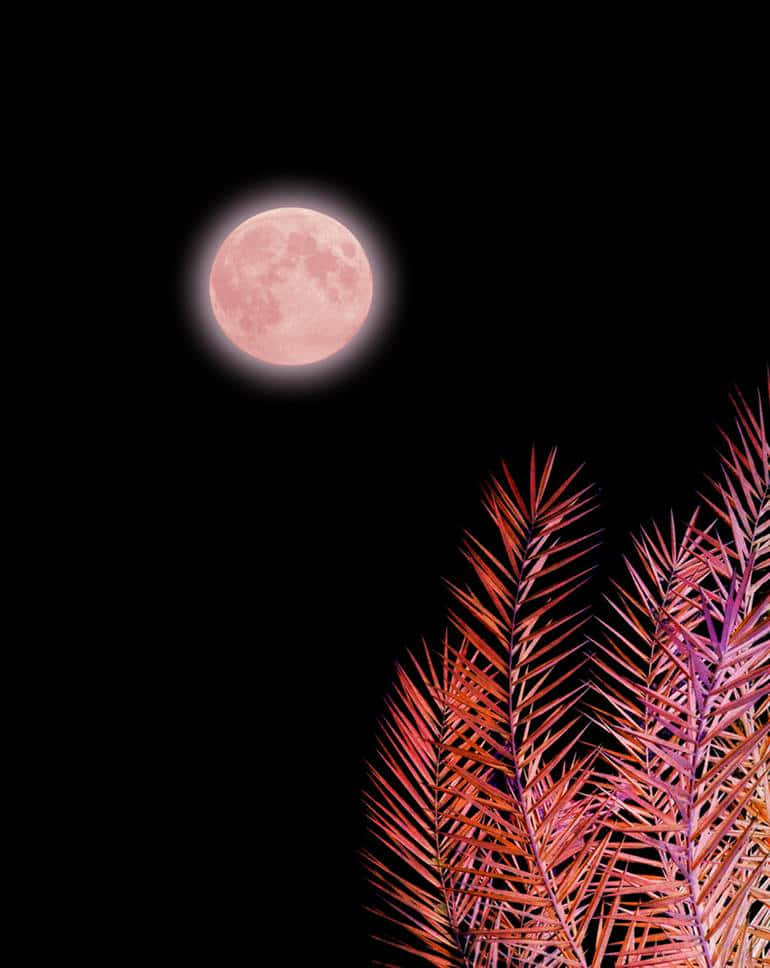 粉紅月的日蝕 壁紙 — 一輪發光的粉紅色滿月懸掛在黑色天空中，上方是鮮豔的紅色和紫色棕櫚葉。