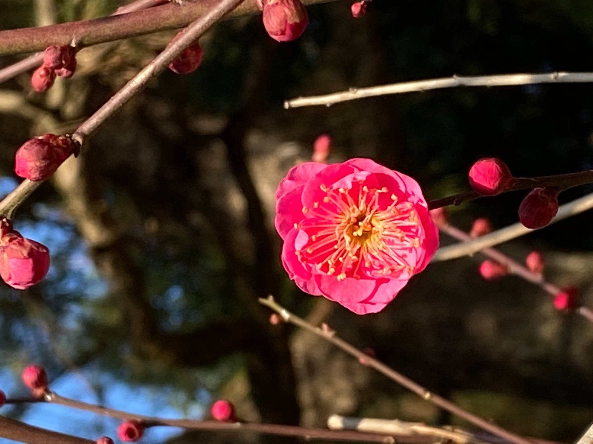 一朵粉紅色的梅花在樹枝上，帶有花蕾，背景是模糊的森林。