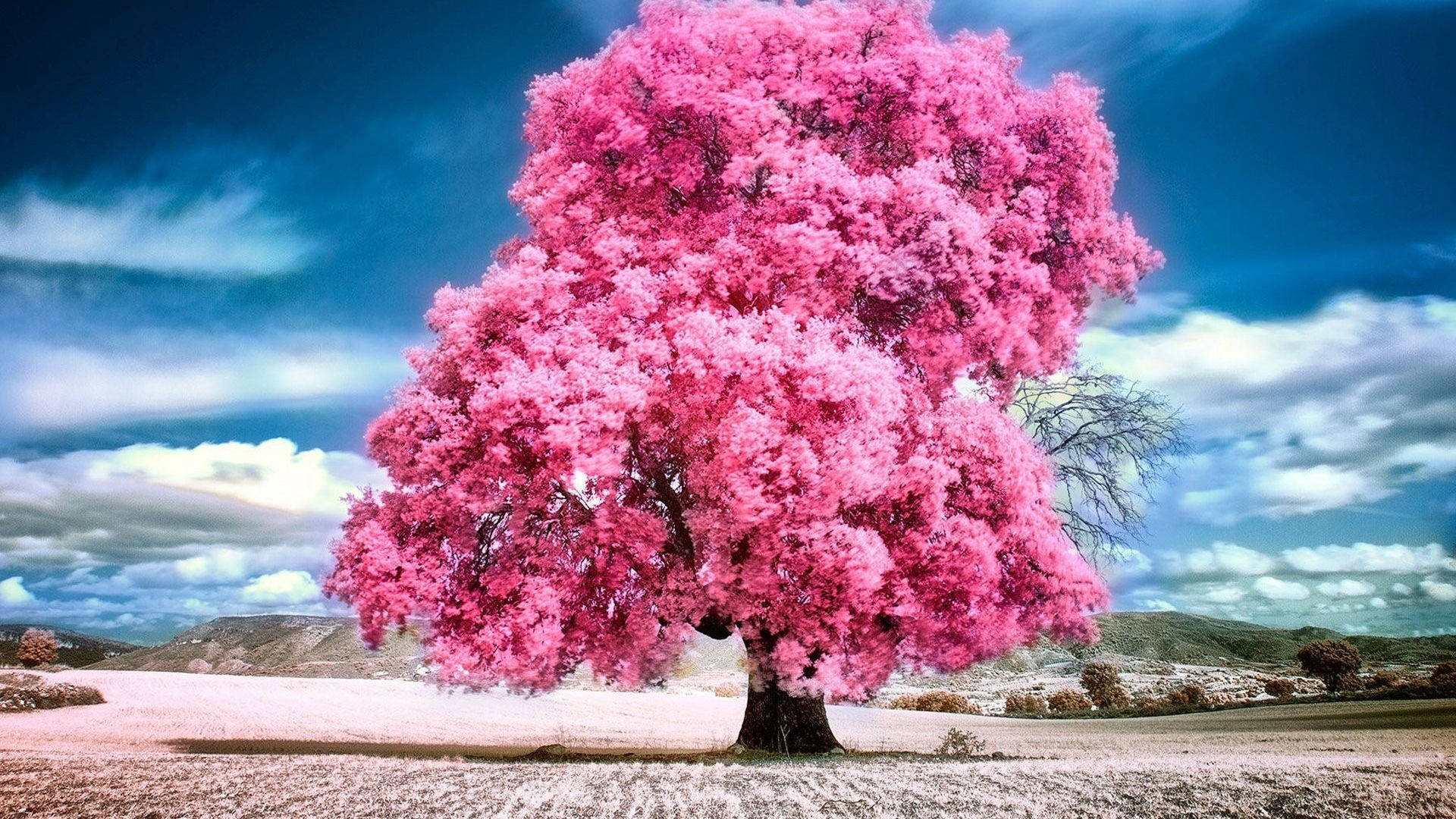 多雲天空下田野中的一棵粉紅色開花樹。