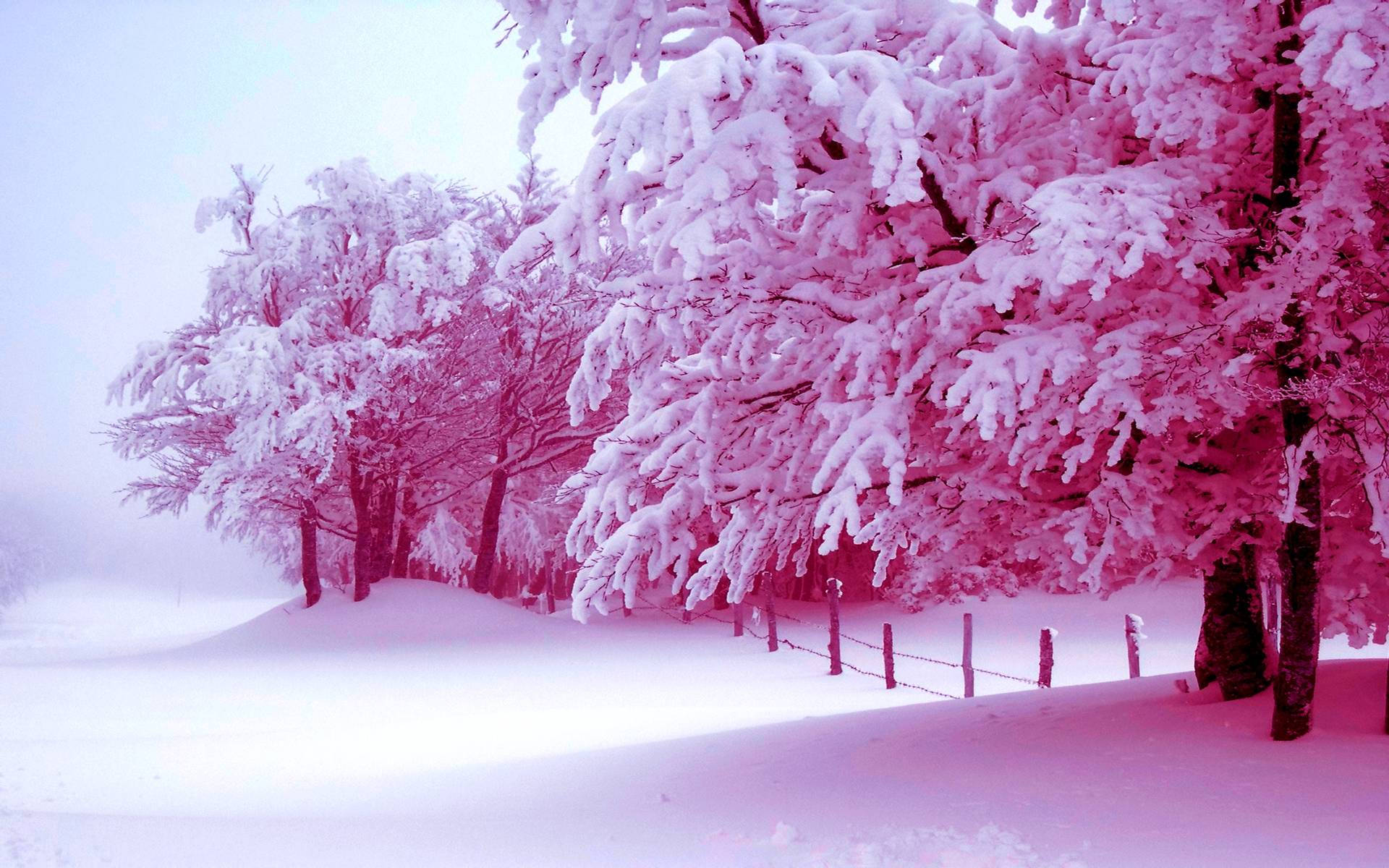 寧靜冬日景色中，粉紅色調的積雪樹木和籬笆。