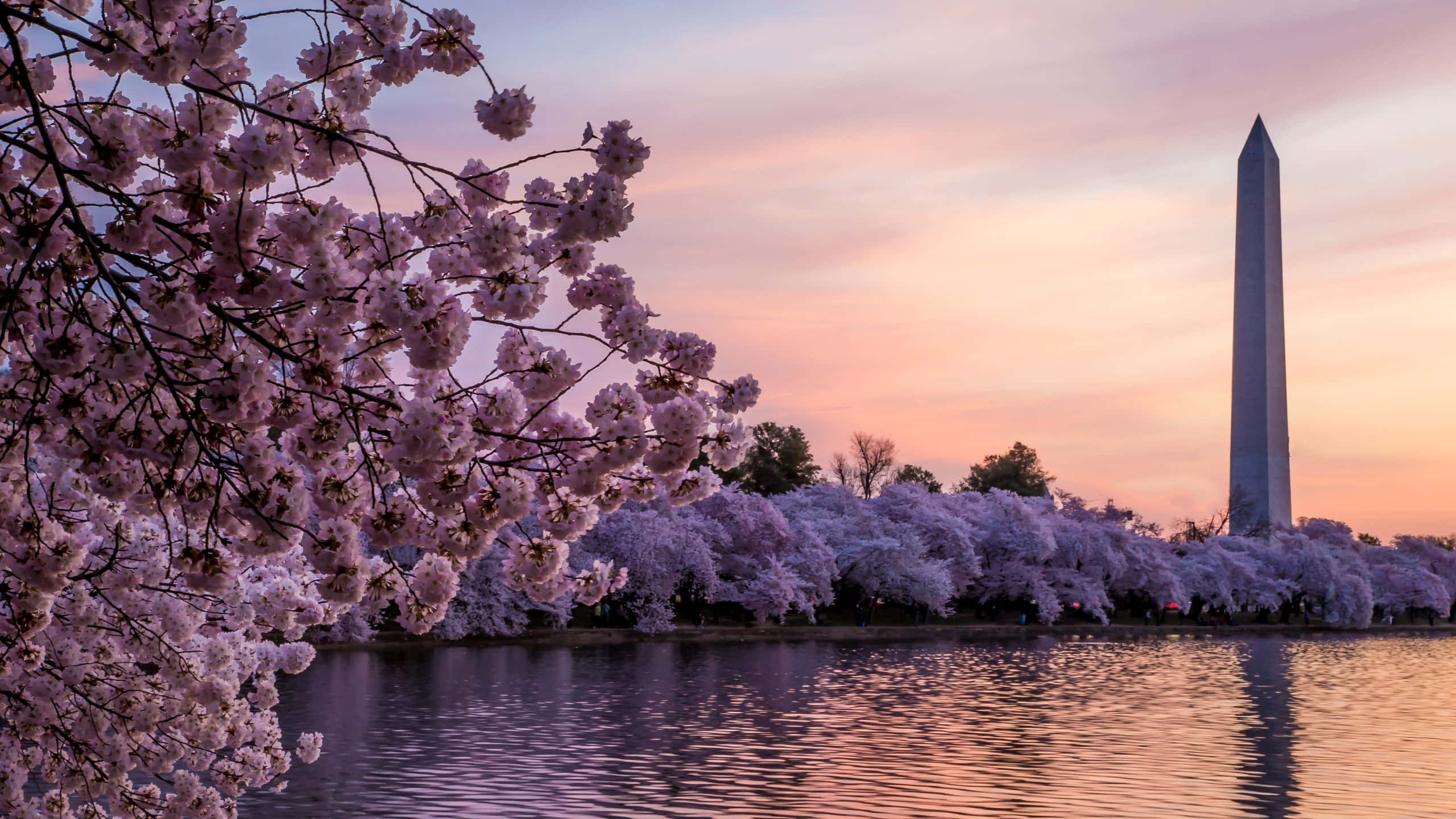 Cherry Blossom Tree 桌布 壁紙 — 粉紅櫻花框住華盛頓紀念碑在日落時分，柔和粉紅與橙色天空倒映在平靜水面上。