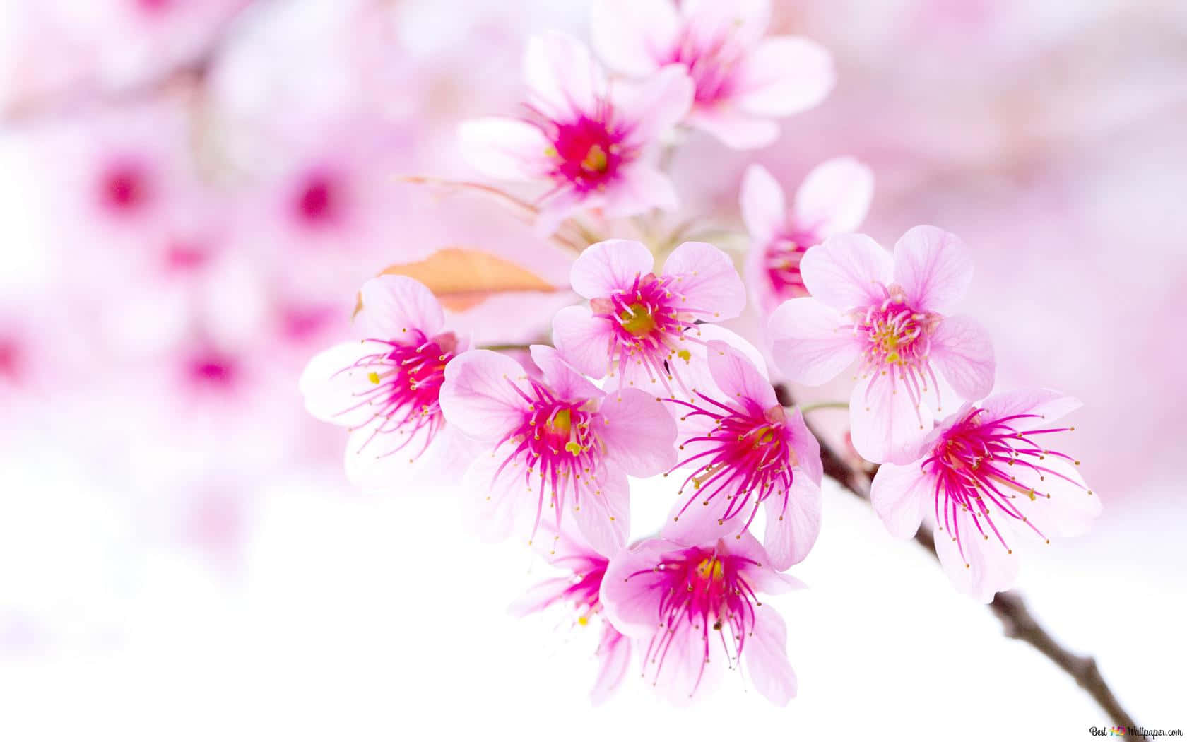 粉紅櫻花特寫，背景模糊。