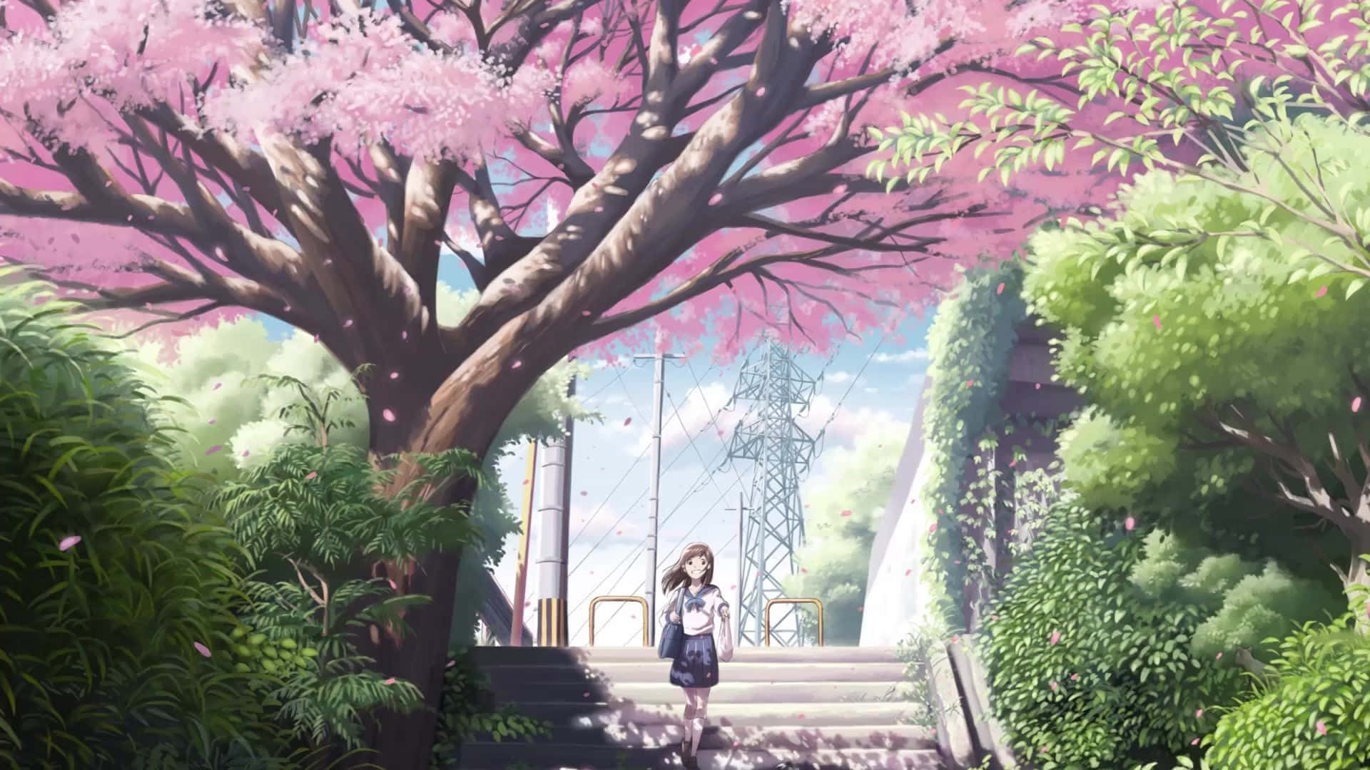 粉紅櫻花花田與美麗的天空 壁紙 — 一個穿著校服嘅女仔喺一棵巨大嘅櫻花樹下行上石級，樹上灑落粉紅色花瓣。