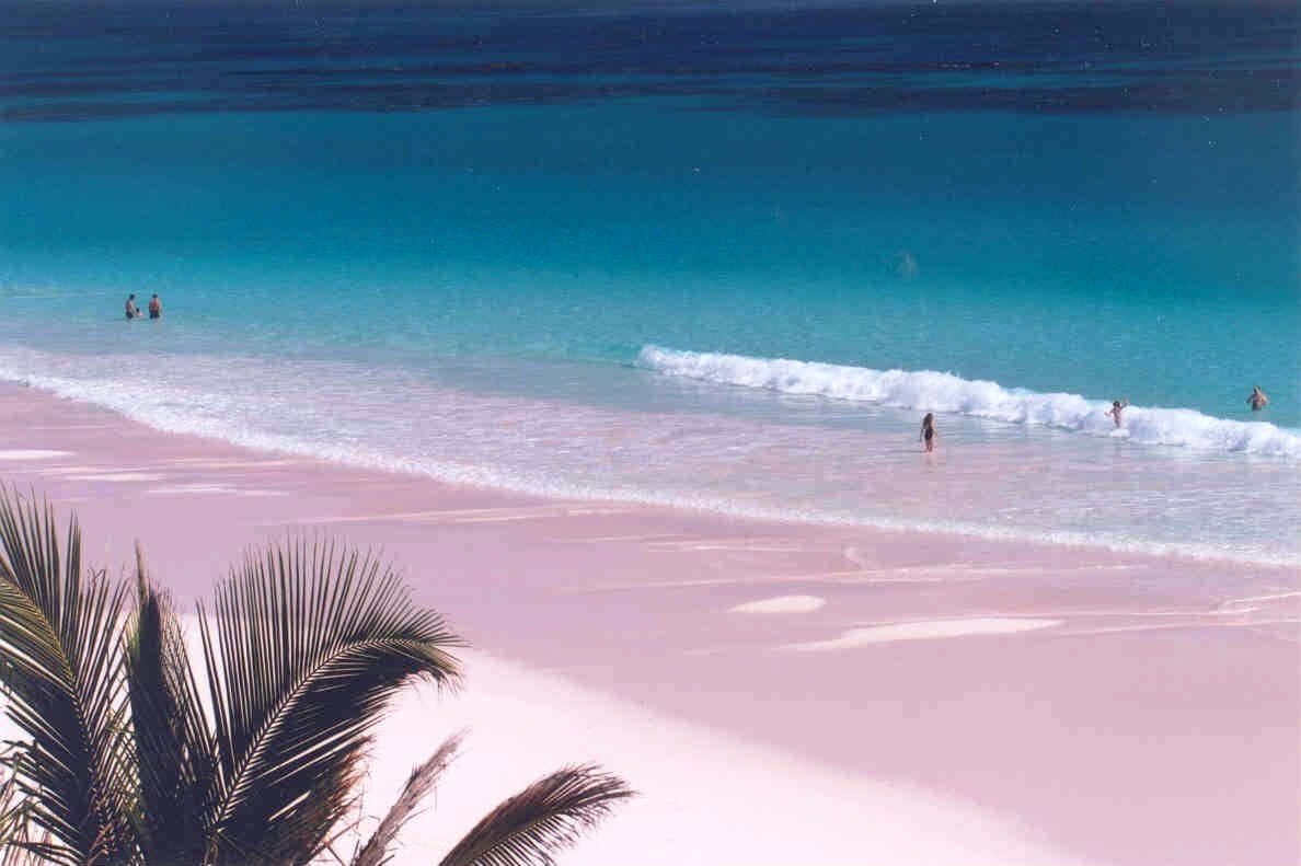 Pink Sand Beach 桌布 壁紙 — 粉紅沙灘，碧綠海水，輕柔海浪，棕櫚葉框住前景。