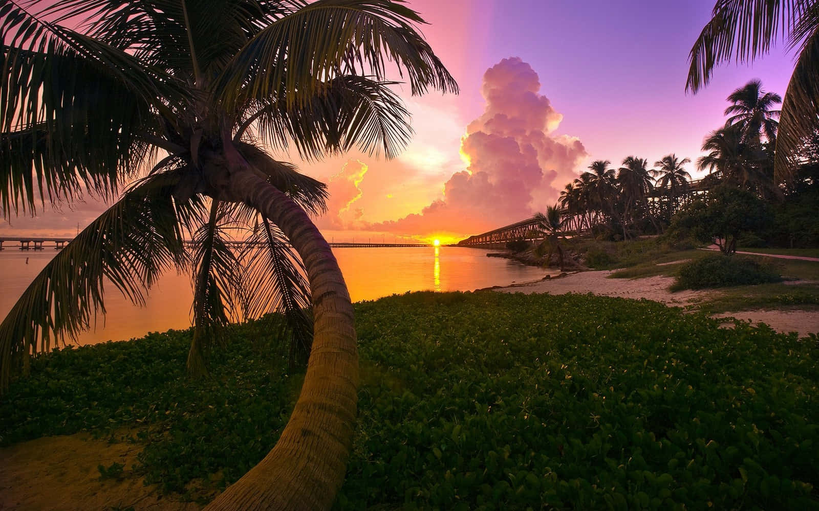 粉紅海灘日落天空與繁茂島嶼 壁紙 — 戲劇性的熱帶日落，熾熱的橙色太陽沉入橋後，以棕櫚樹的剪影和茂密的綠葉為框。