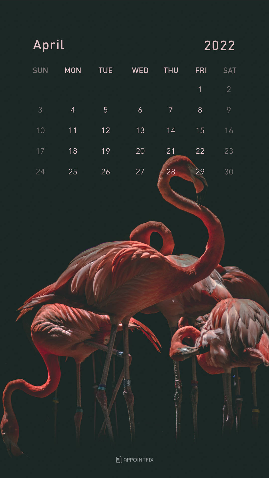 2022年4月月曆，深色背景上有粉紅色火烈鳥。