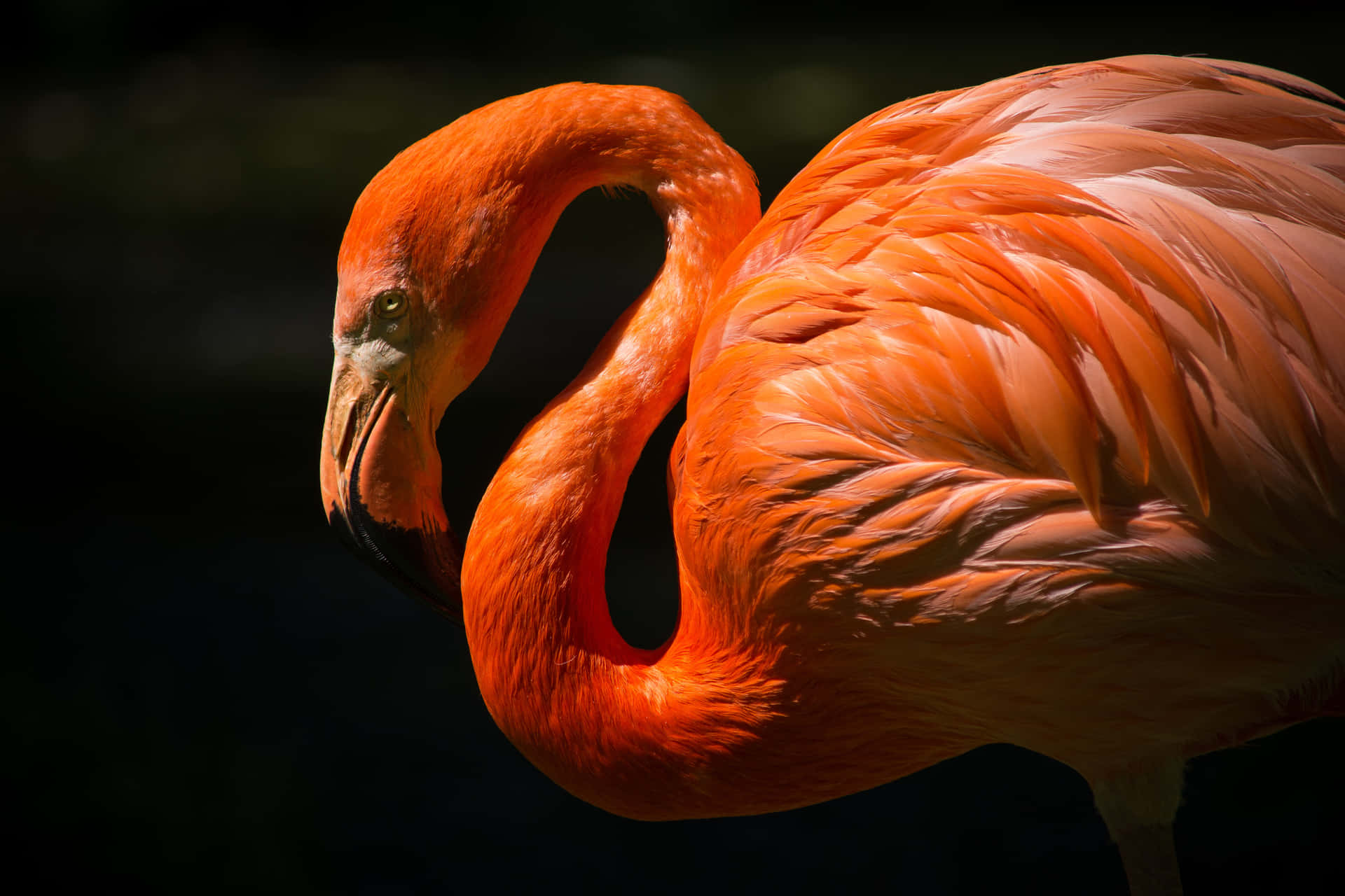 一隻橙色火烈鳥在深色背景下彎曲脖子的特寫。