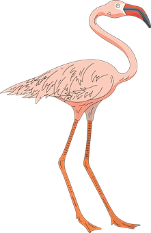 粉紅火烈鳥插畫 壁紙